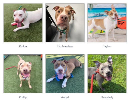 Dogs at risk of euthanasia at ACCT Philly need fosters and rescue