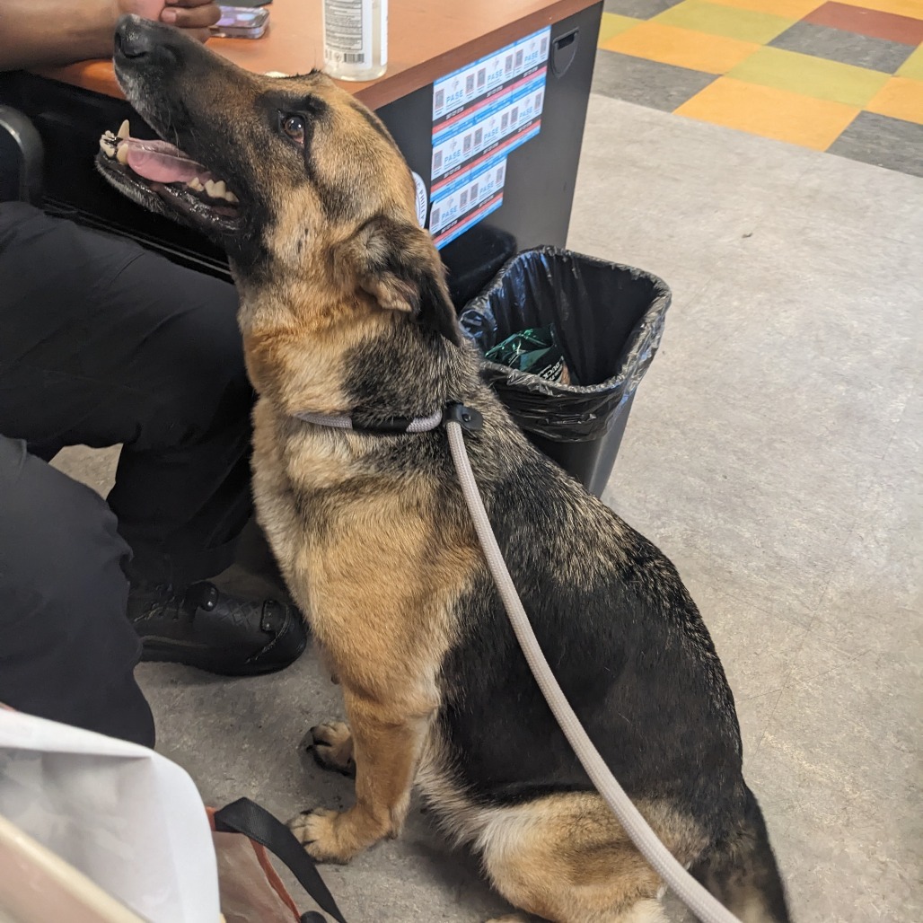 German Shepherd Germanii needs rescue by 10AM Tuesday August 10th