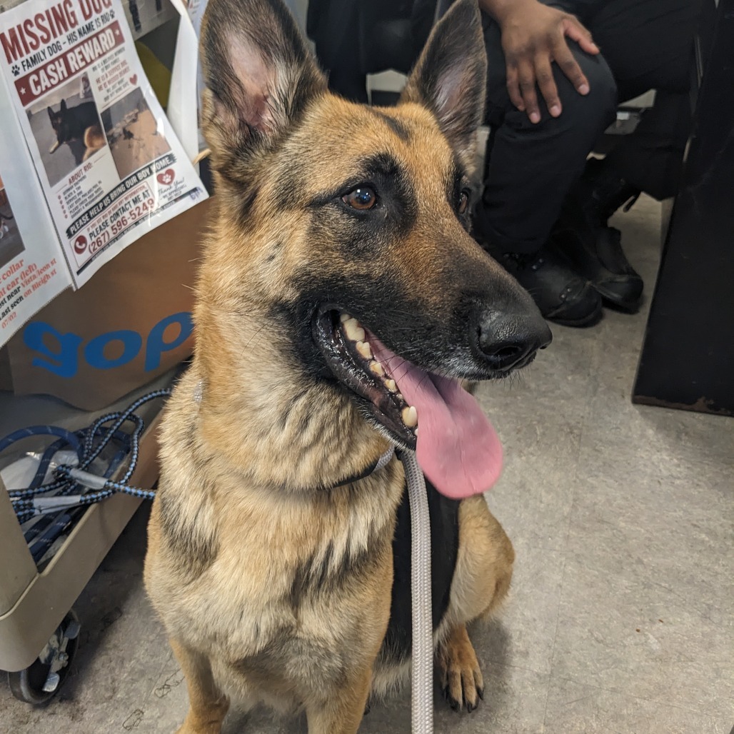 German Shepherd Germanii needs rescue by 10AM Tuesday August 10th