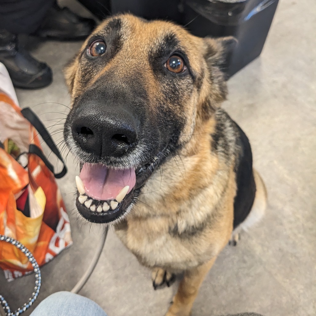 German Shepherd Germanii needs rescue by 10AM Tuesday August 10th
