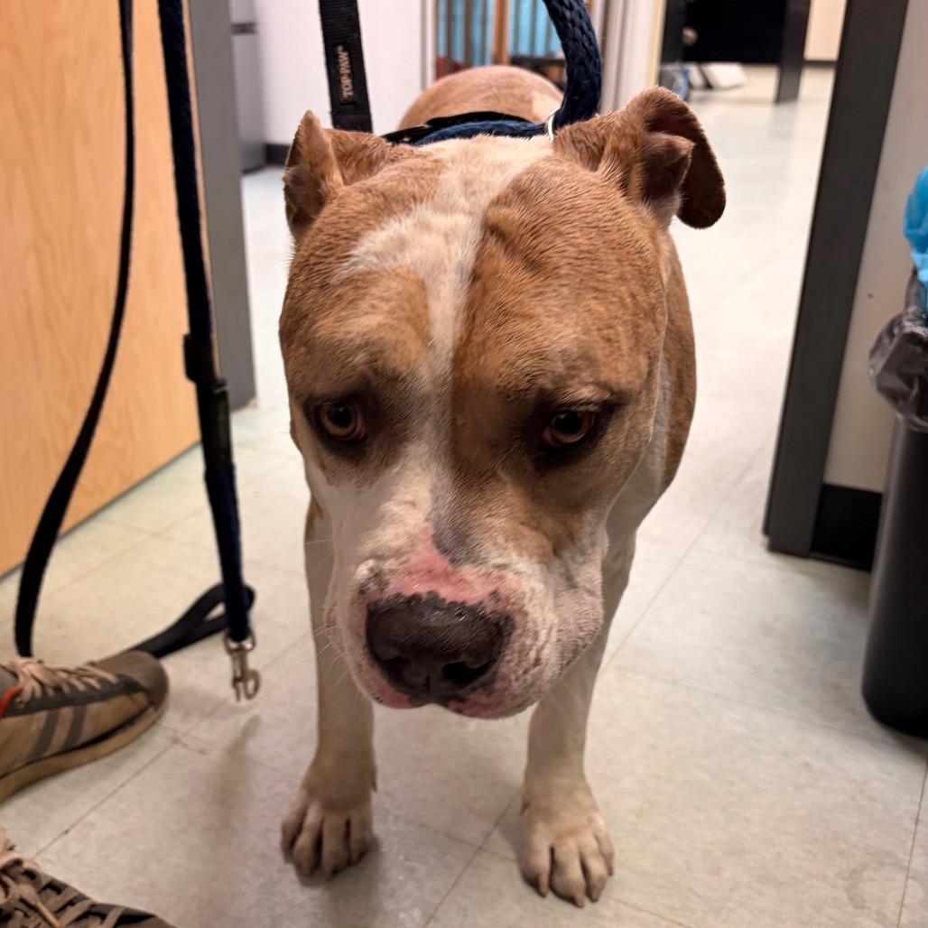 Crouton, 5yr old dog at ACCT Philly needs rescue pledge and foster