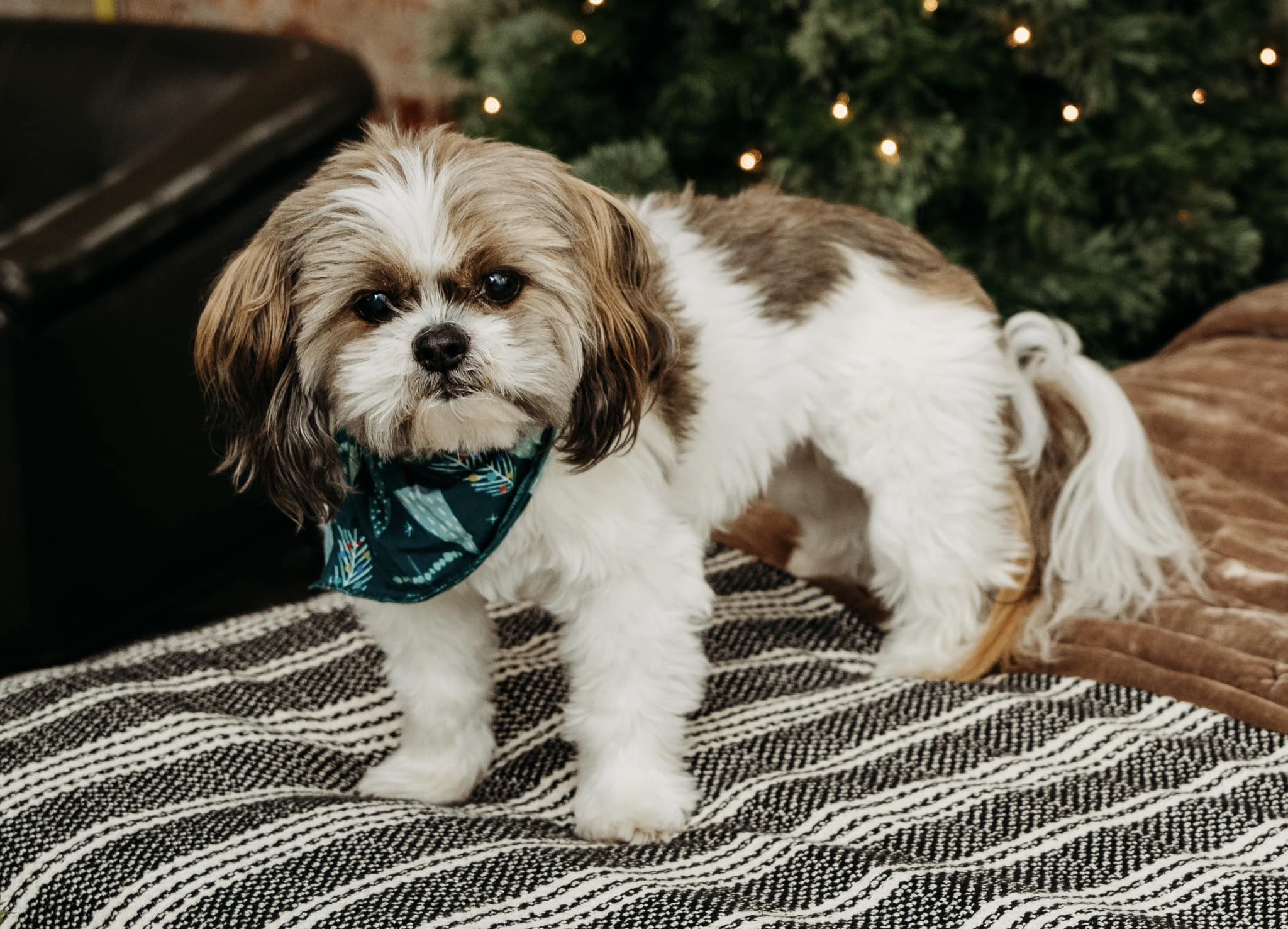 Winter coats for shih tzus with full belly coverage