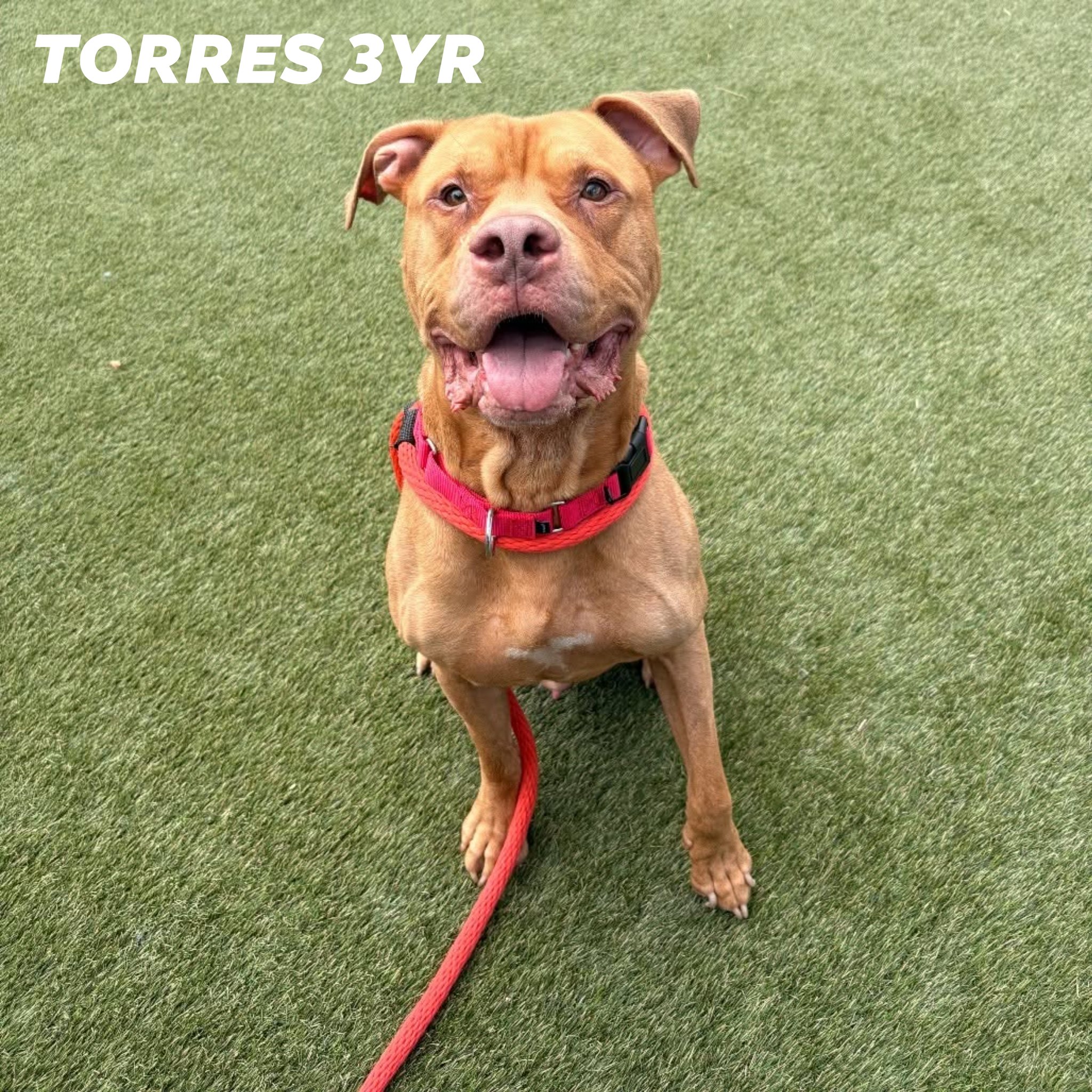Torres, Fargo, and Sasha available for rescue or adoption at ACCT