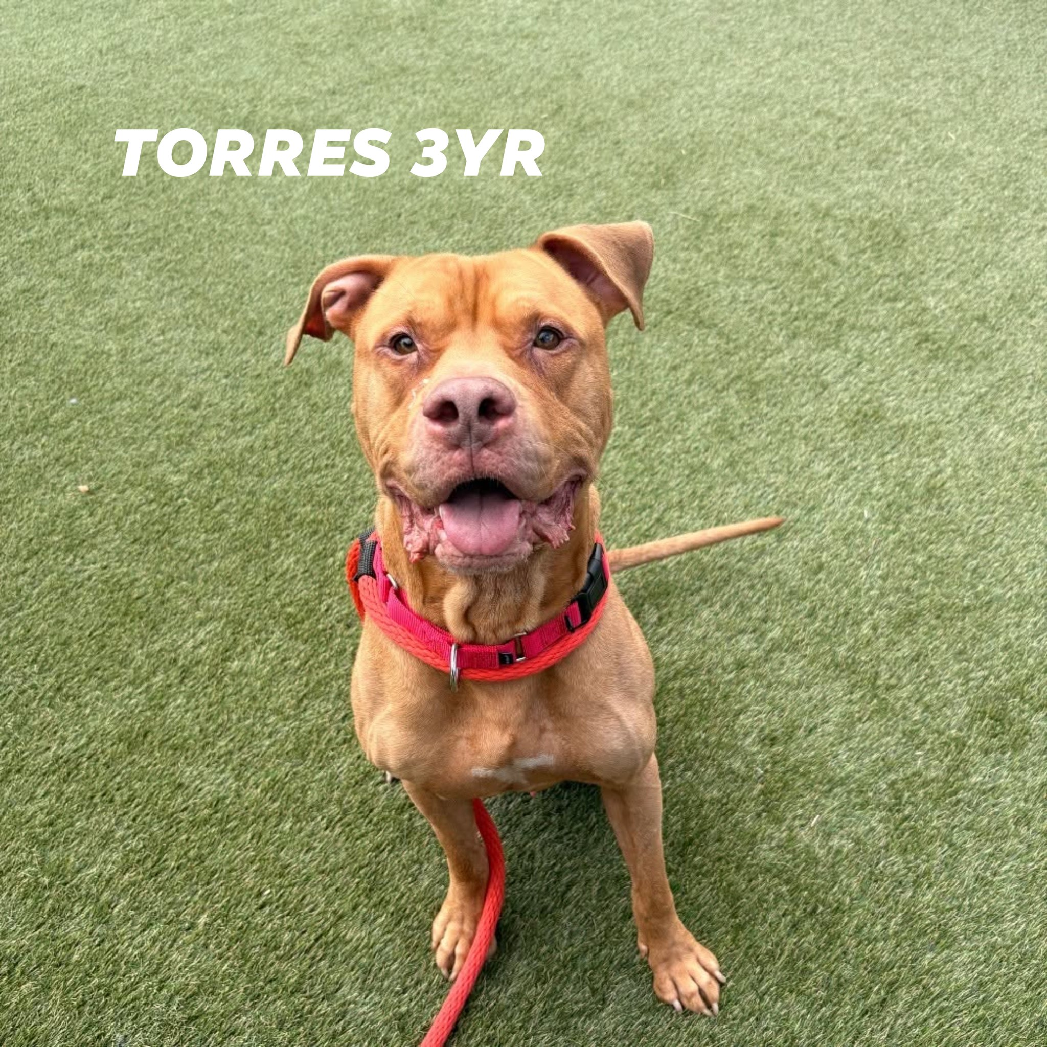 Torres, Fargo, and Sasha available for rescue or adoption at ACCT