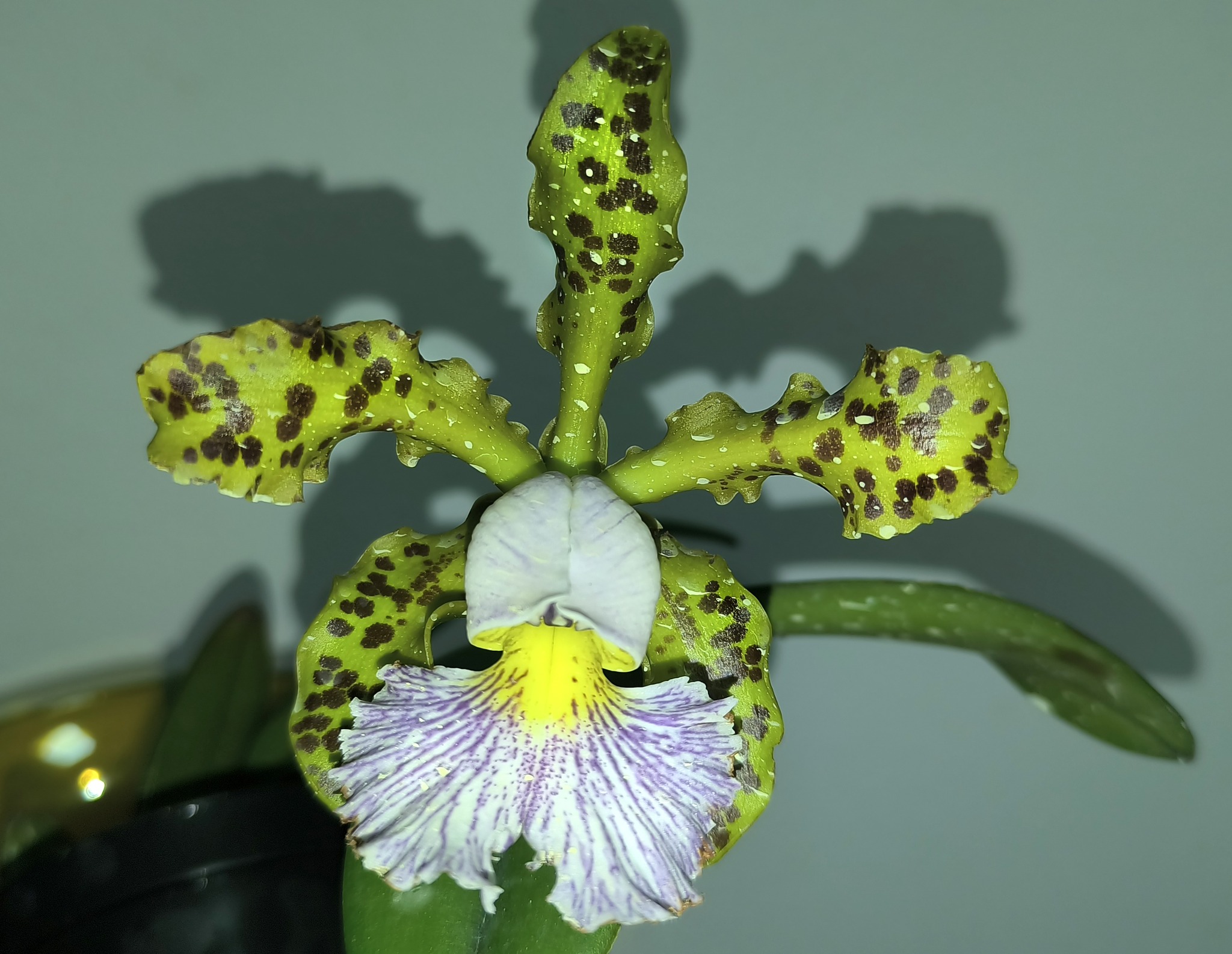 C. schilleriana coerulea verde