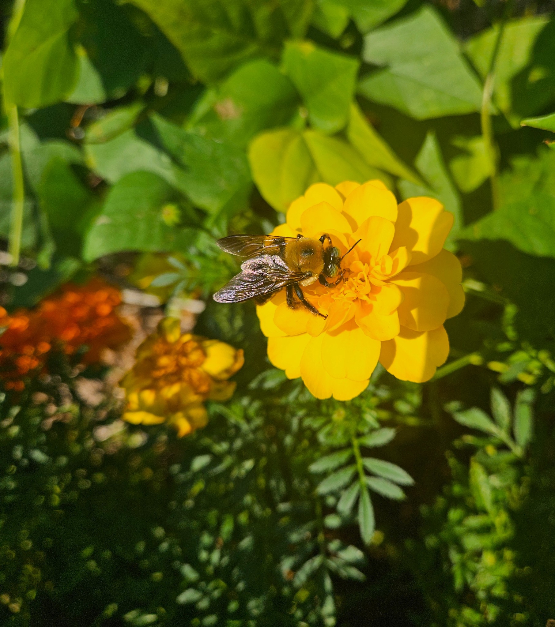 Southeast Pollinator Census | Can anyone tell me if this is a fly ...