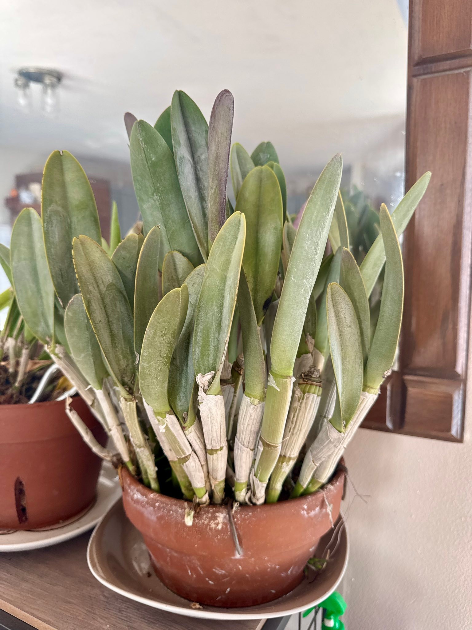 Help identifying an orchid and its care instructions