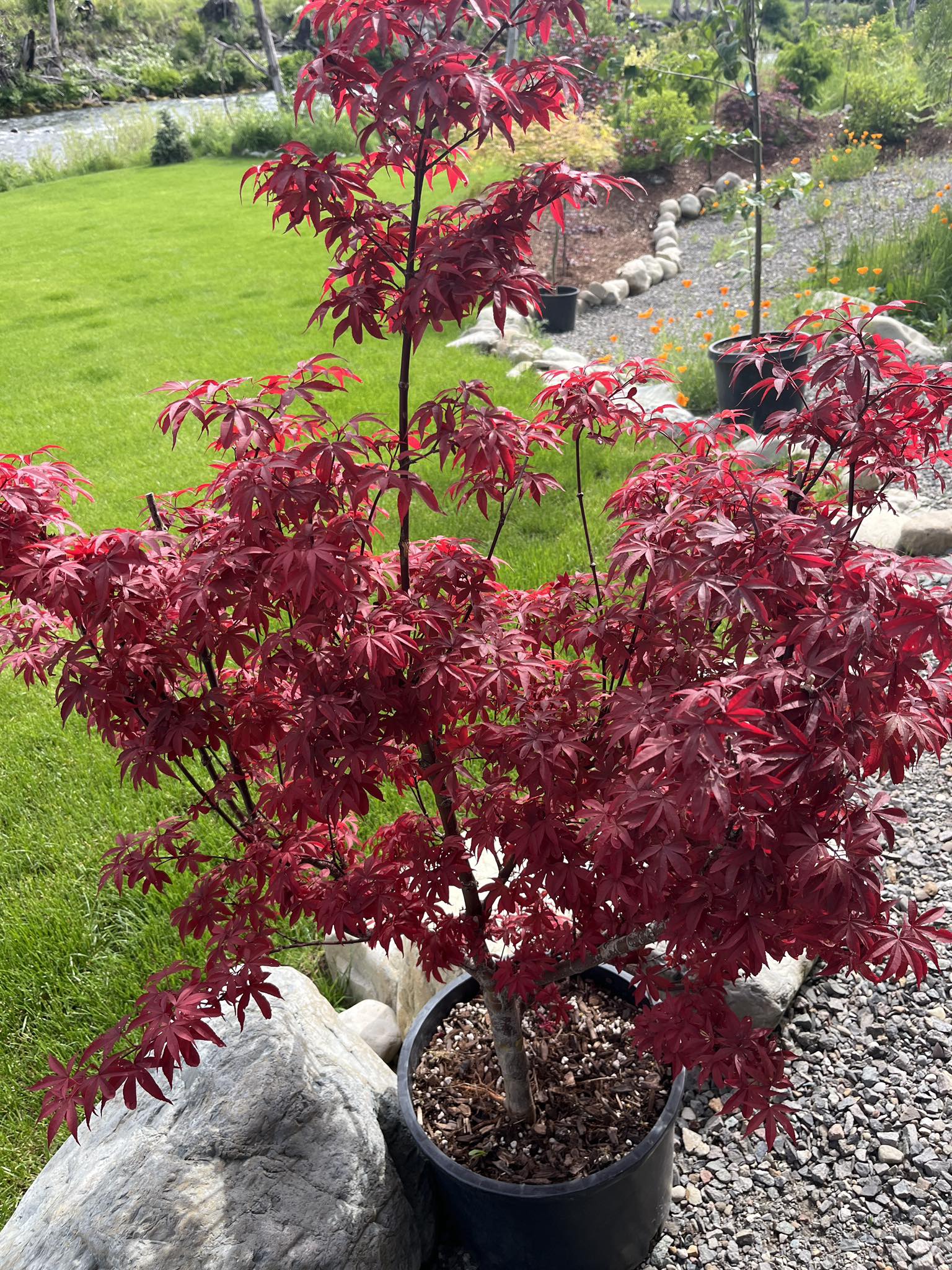 What type of Japanese maple is this?