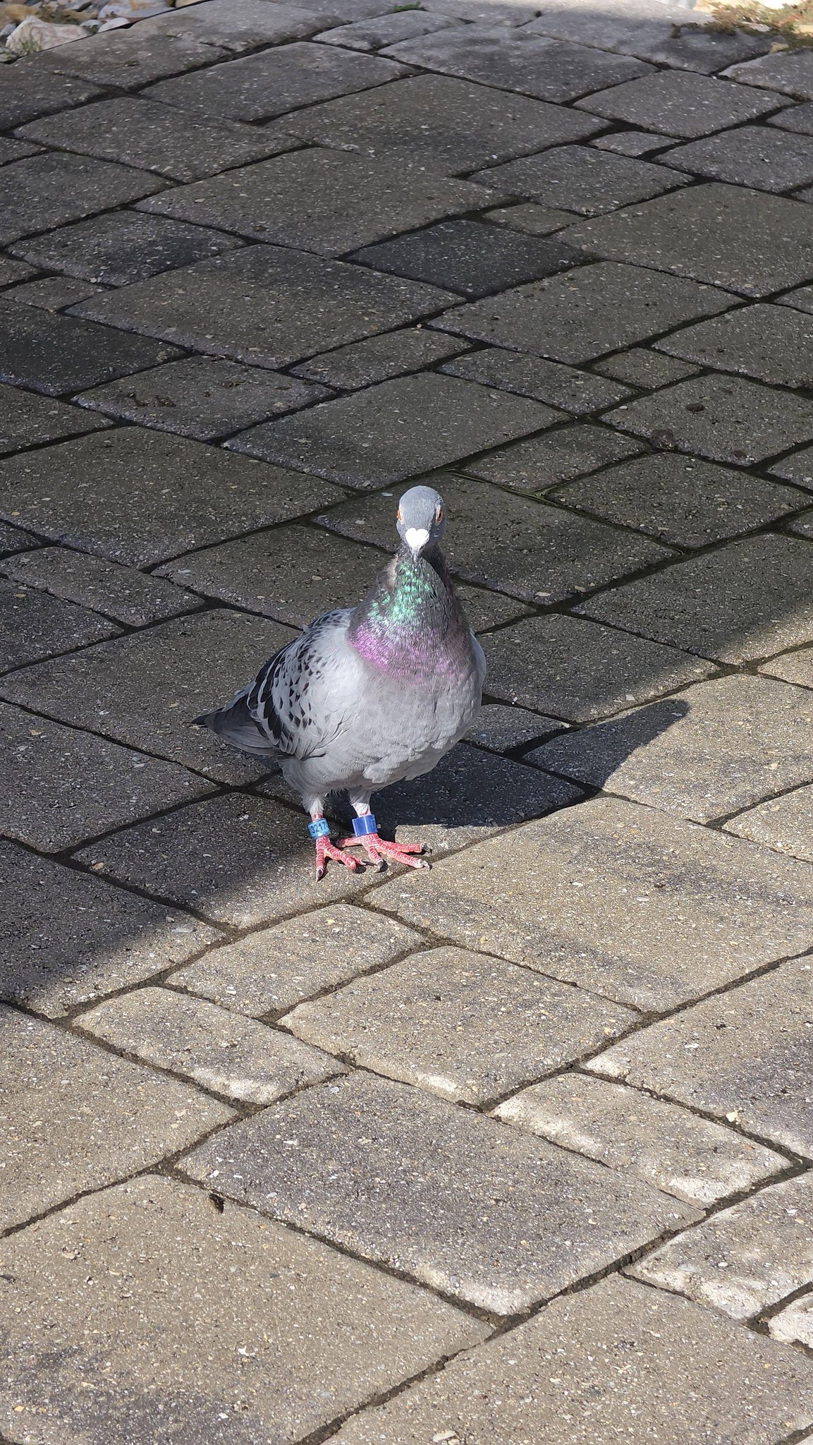 Still looking for him 😞 Lost Bird PAWBOOST ALERT Los Angeles