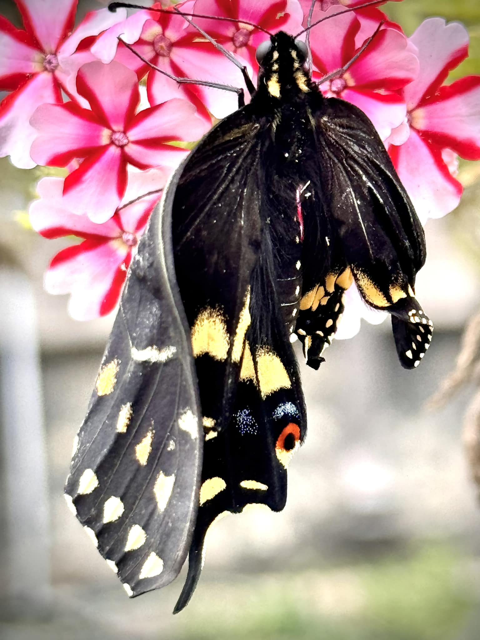 Deformed Swallowtail Butterflies Due to Genetic or Parasite Issues