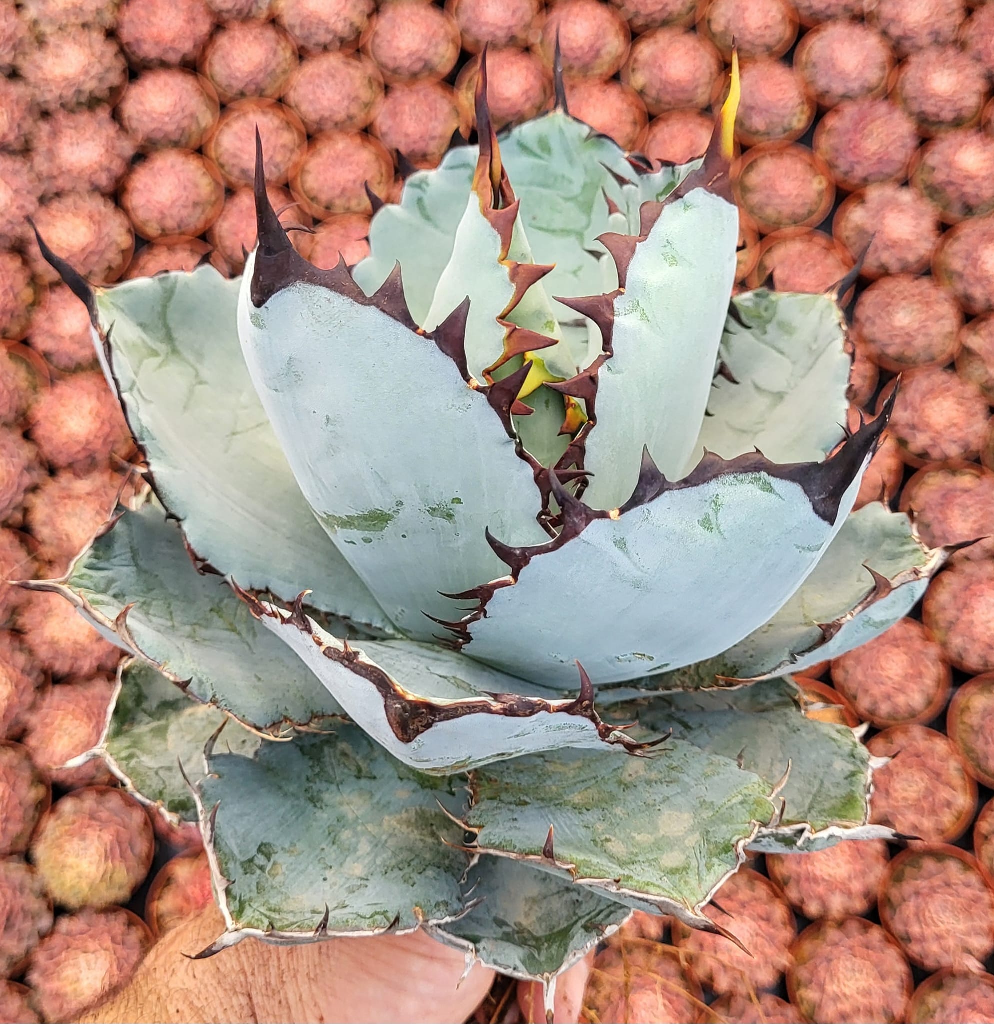 Agave utahensis eborispina x titanota 'Black and Blue'
