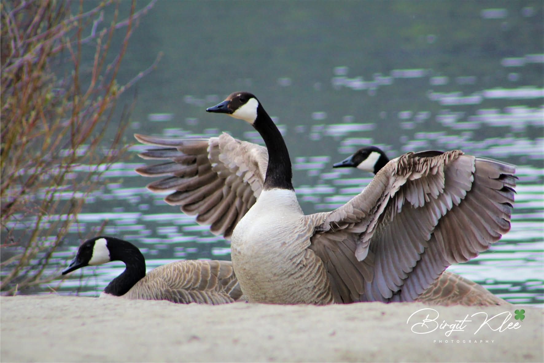 Canada geese in Jasper National Park