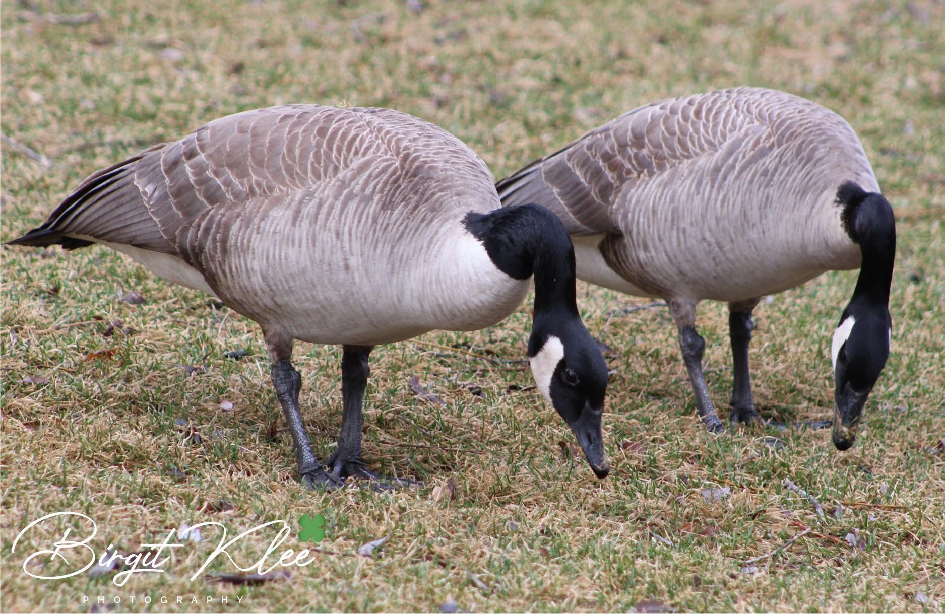 CANADA GOOSE Olive Canada Goose Jasper