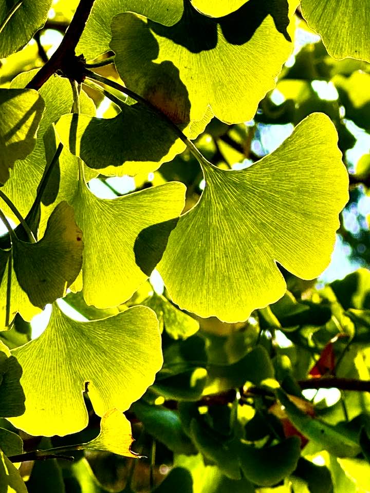 Ginkgo leaves in the morning- Japanese Tea Garden.