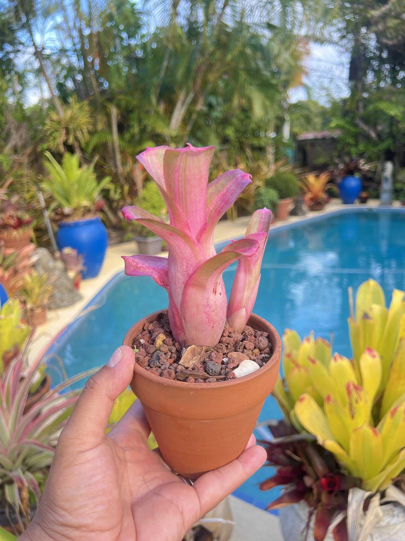 Neoregelia bahiana hybrid plant