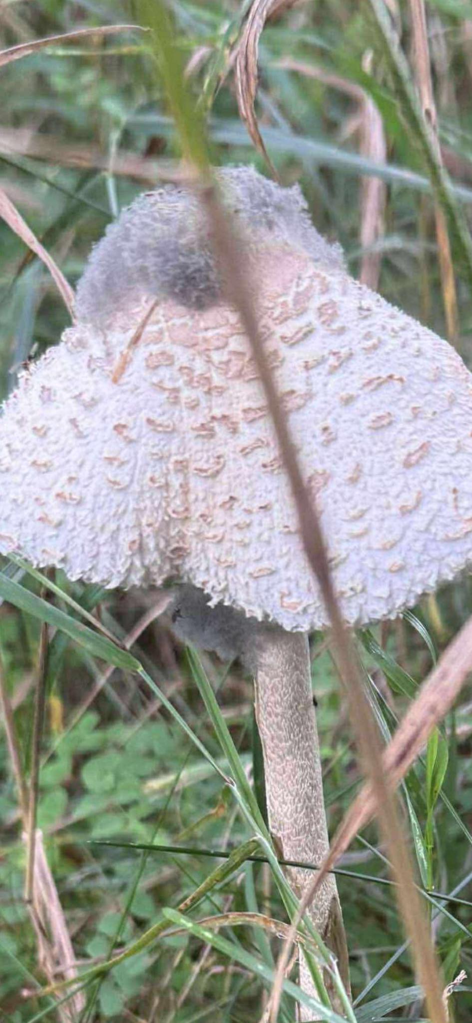 What is this fuzzy white and grey striped mushroom?