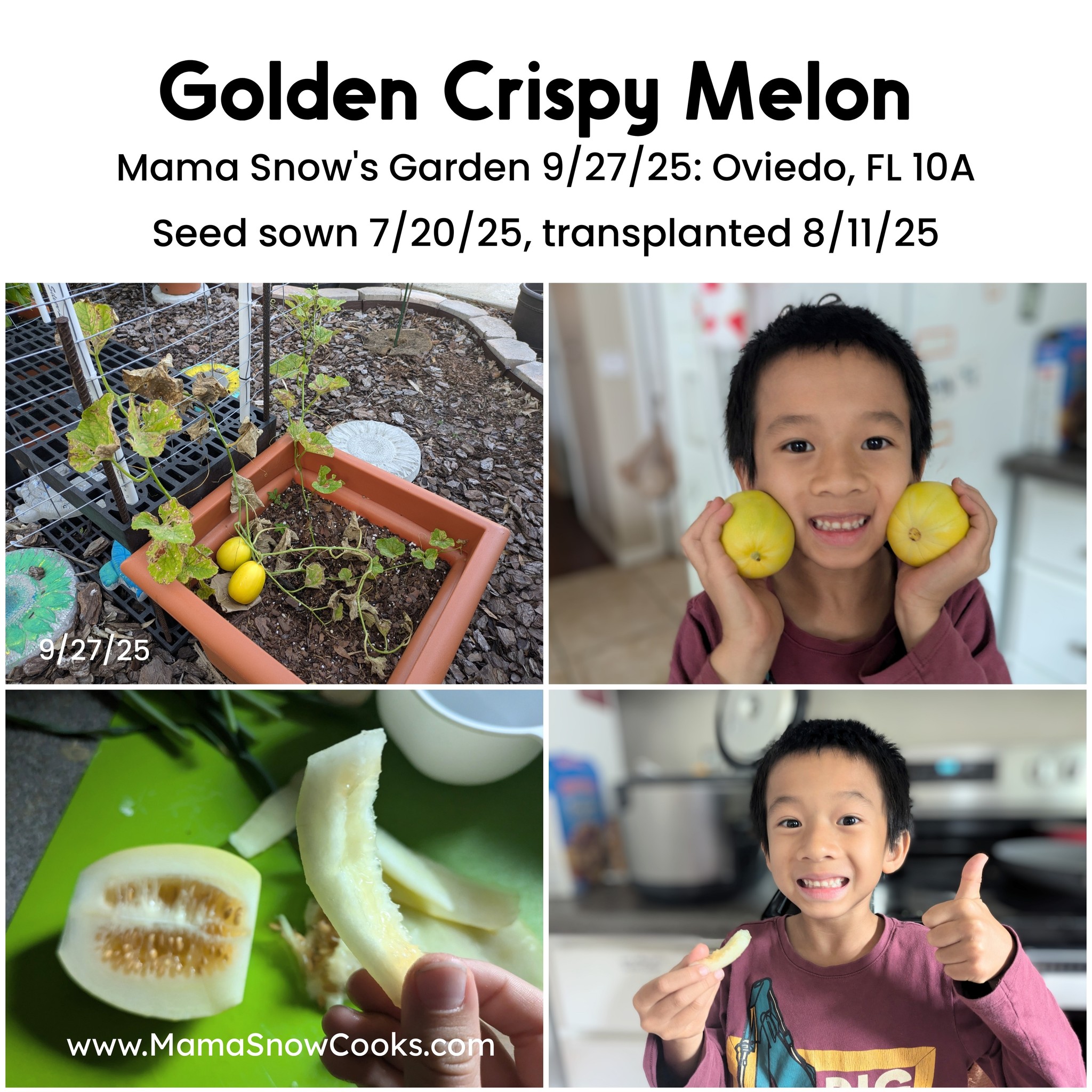 Growing golden crispy melon in zone 8b