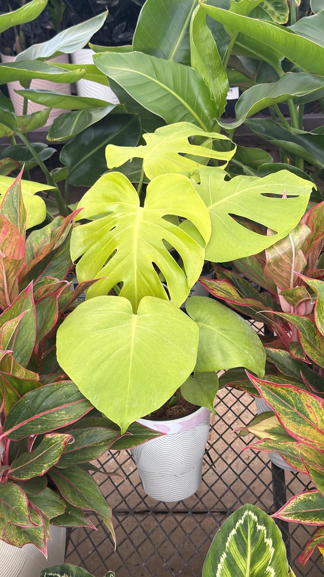 Someone tell me if I just scored the lemon lime (neon) monsteras
