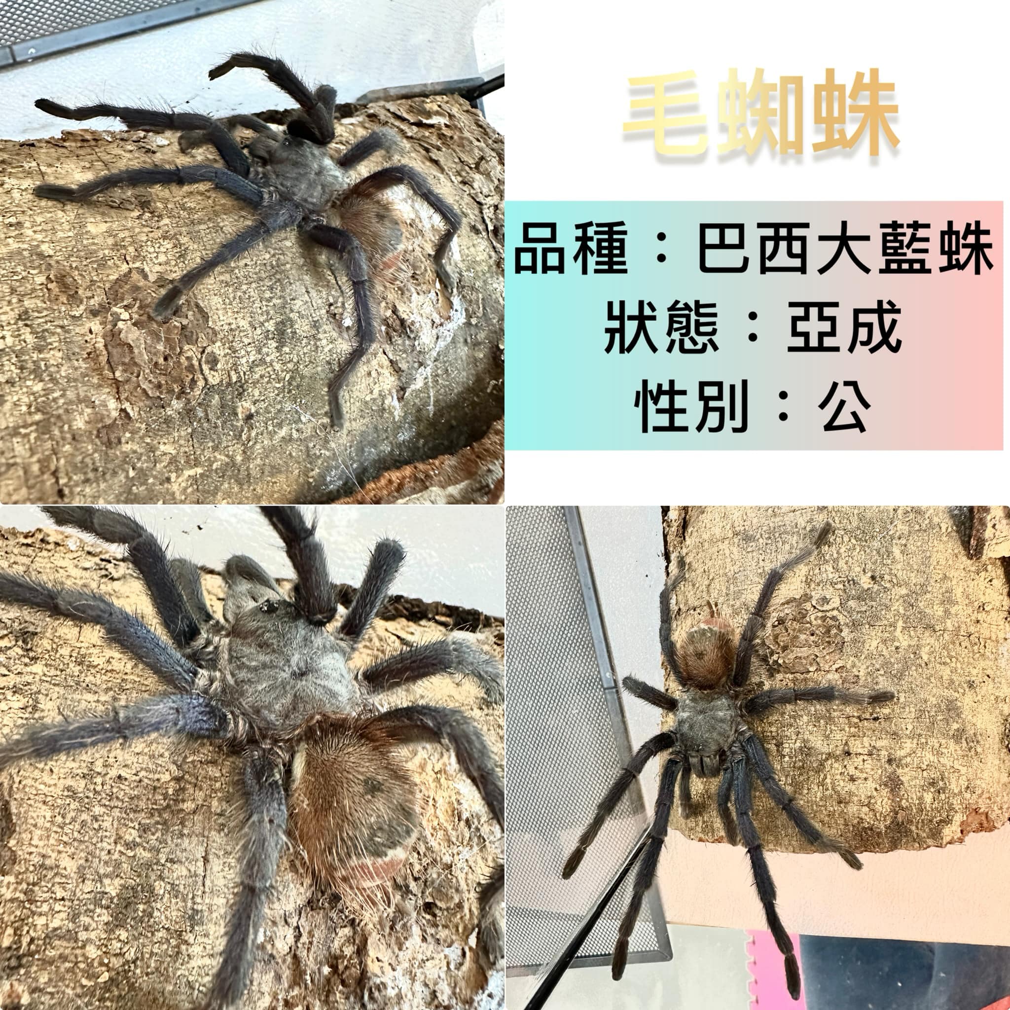 爬蟲類新增 王蛇 球蟒 角蛙 鬆獅蜥 甲蟲類新增 中國大鍬形蟲... - 森牧蟲屋Sen-Mu insect house