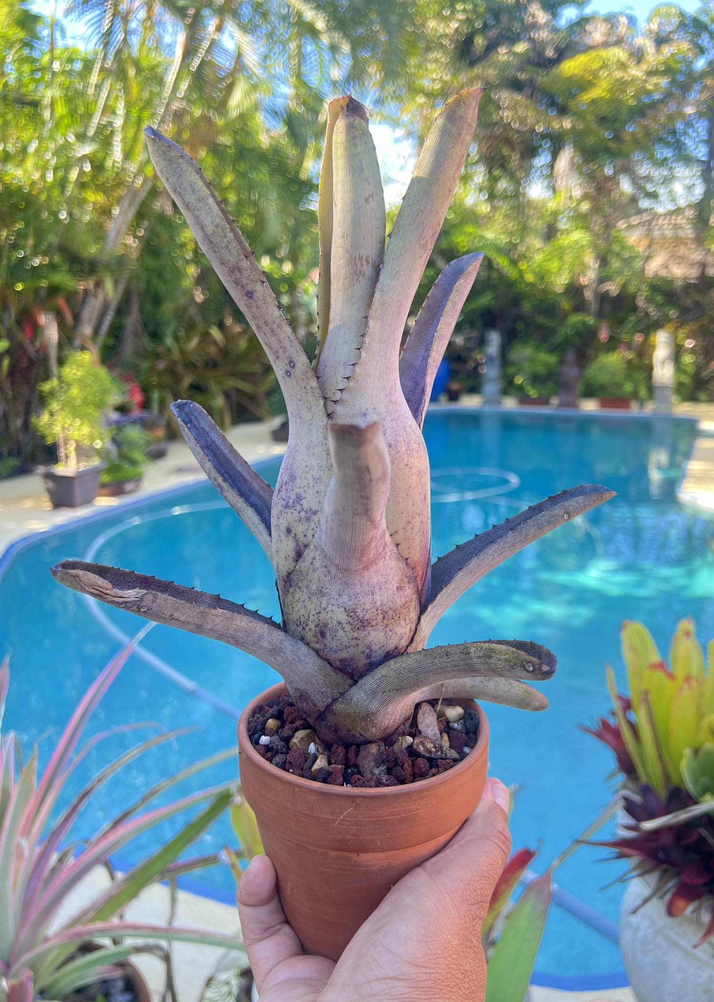 Hohenbergia 'Catingae'