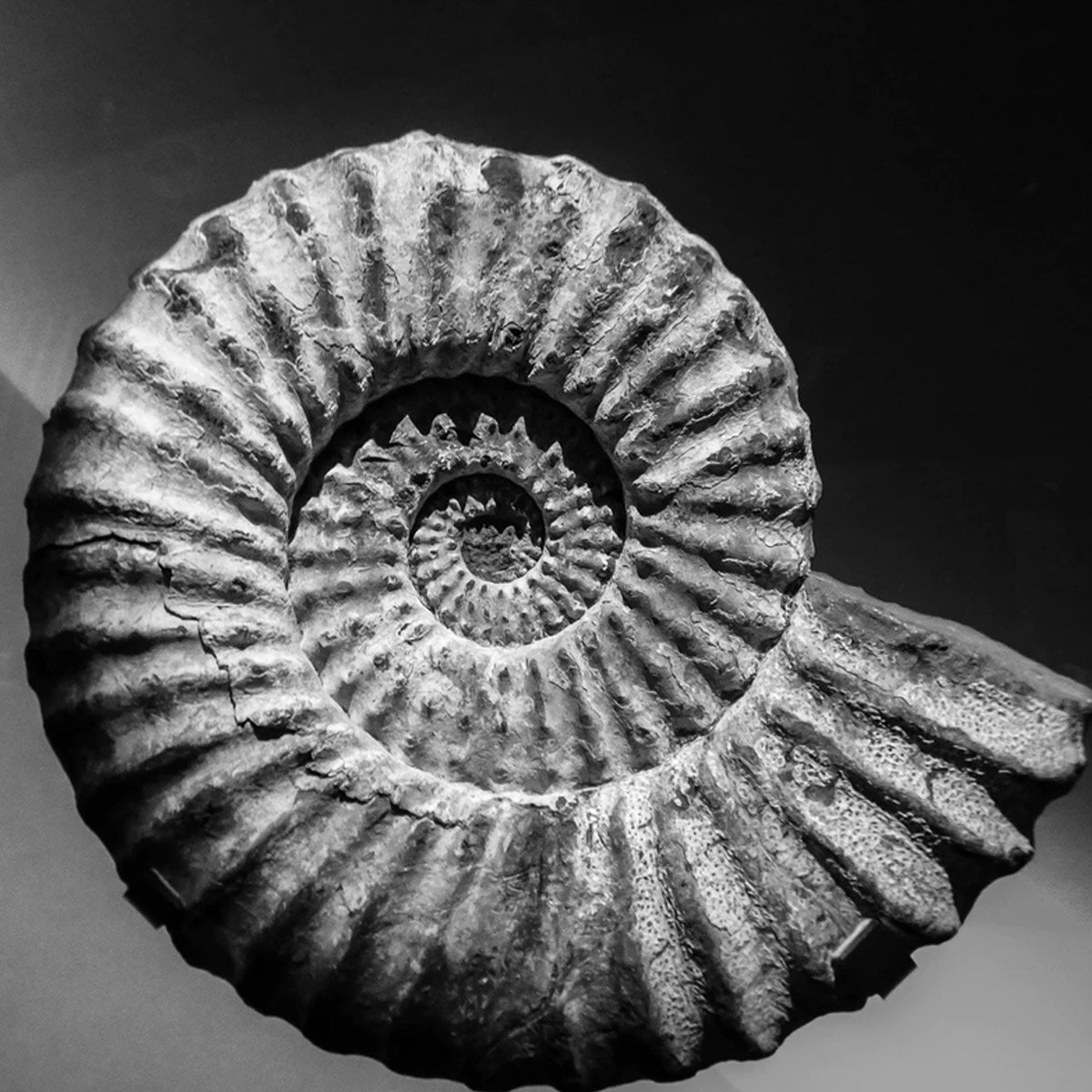 today is National Fossil Day. Fossils are the remains or traces of