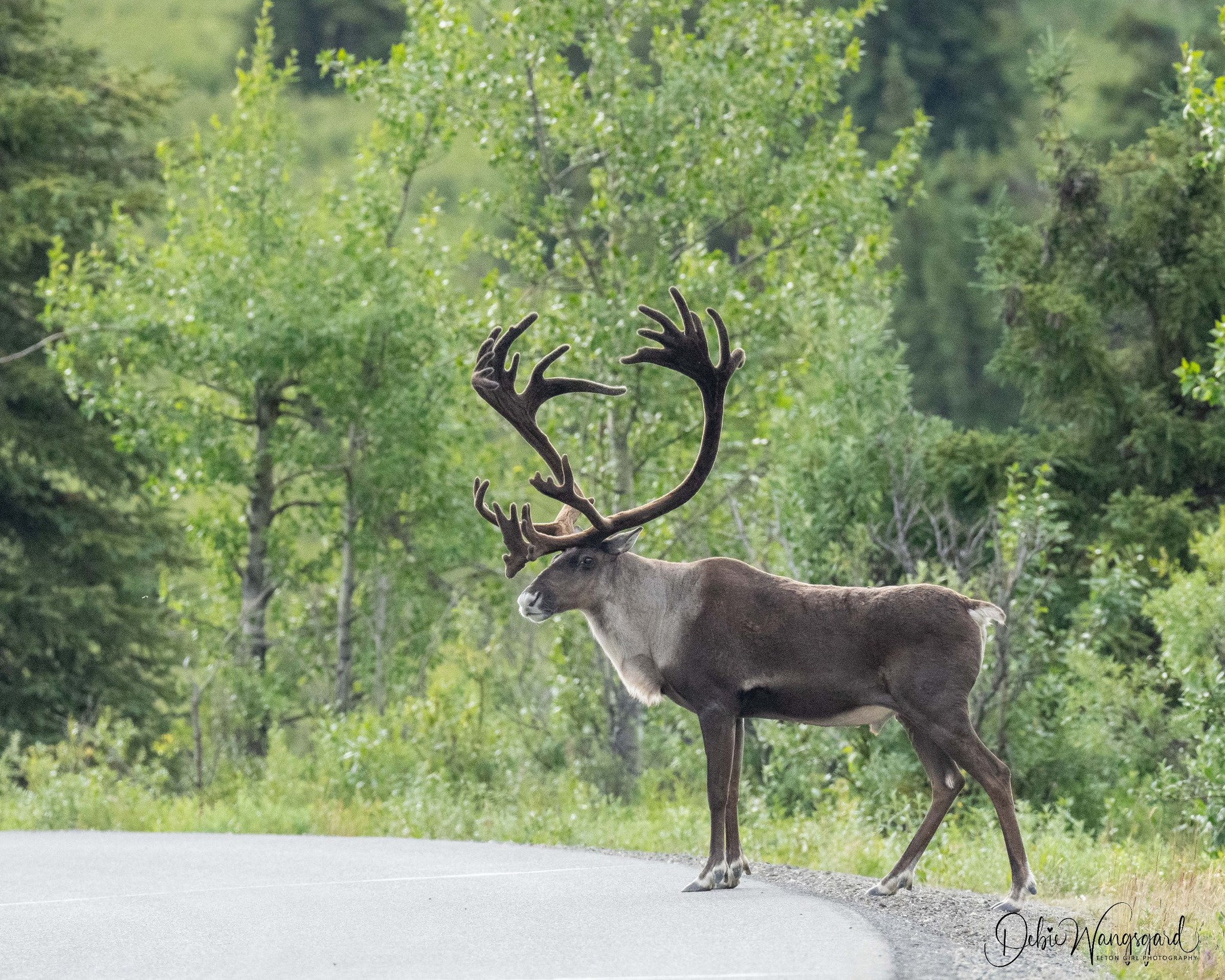 First wild caribou sighting on the road in Alaska