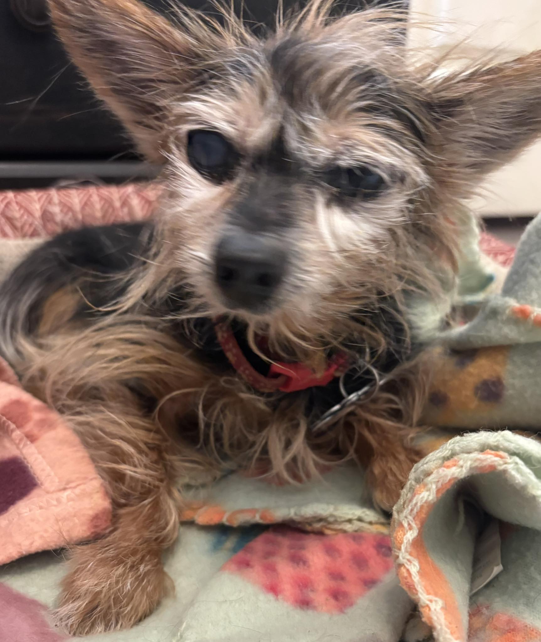 Cindy - I took my 14 year old 4 pound Yorkie and my other Dog Sandi to ...