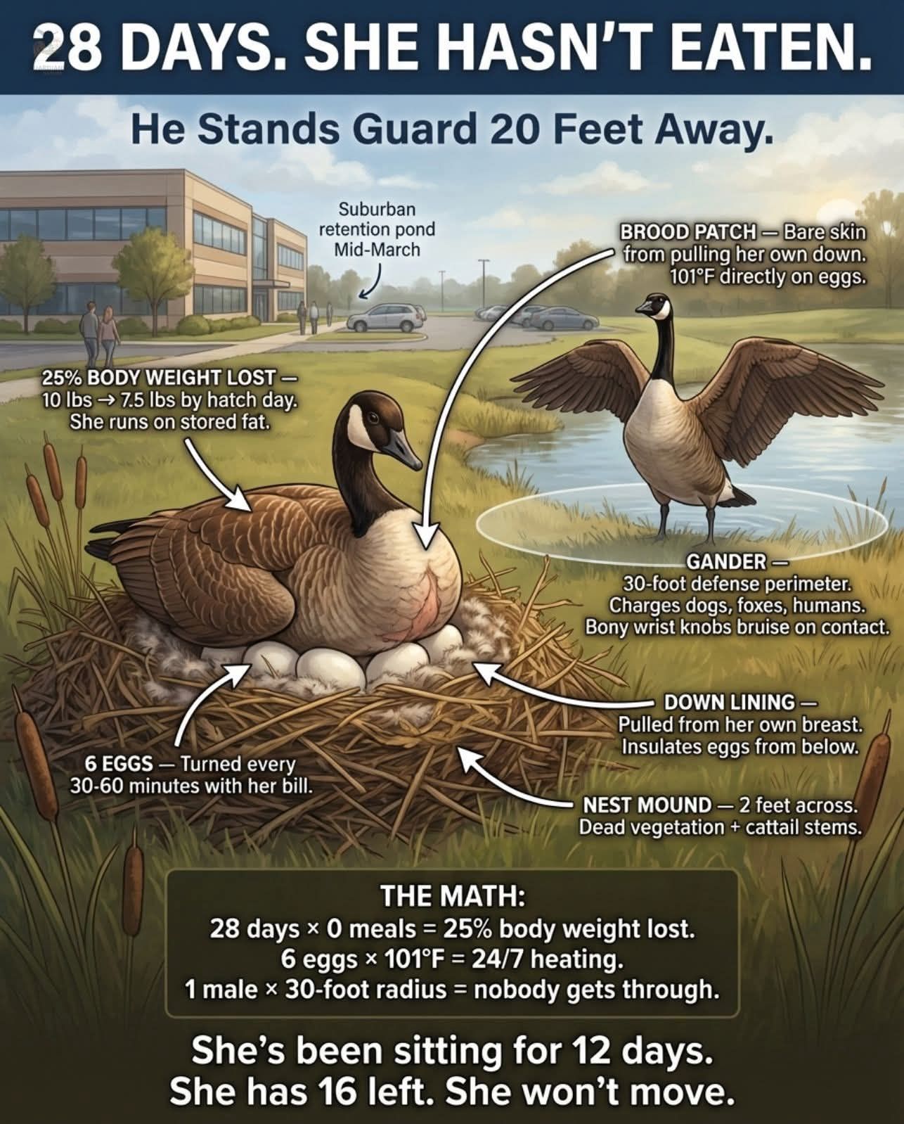 The Canada Goose on the retention pond at your office park isn