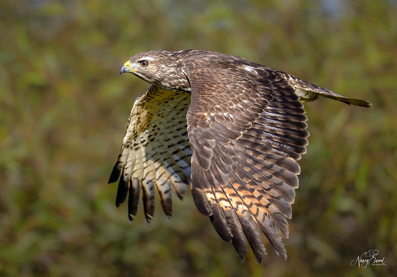 Nancy - Another frame of that Juvenile Red-shouldered Hawk I captured ...