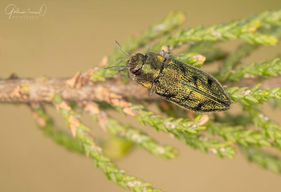 Insectos y Arácnidos Chilenos | Mosca Pelecorhynchus hualqui (Diptera ...