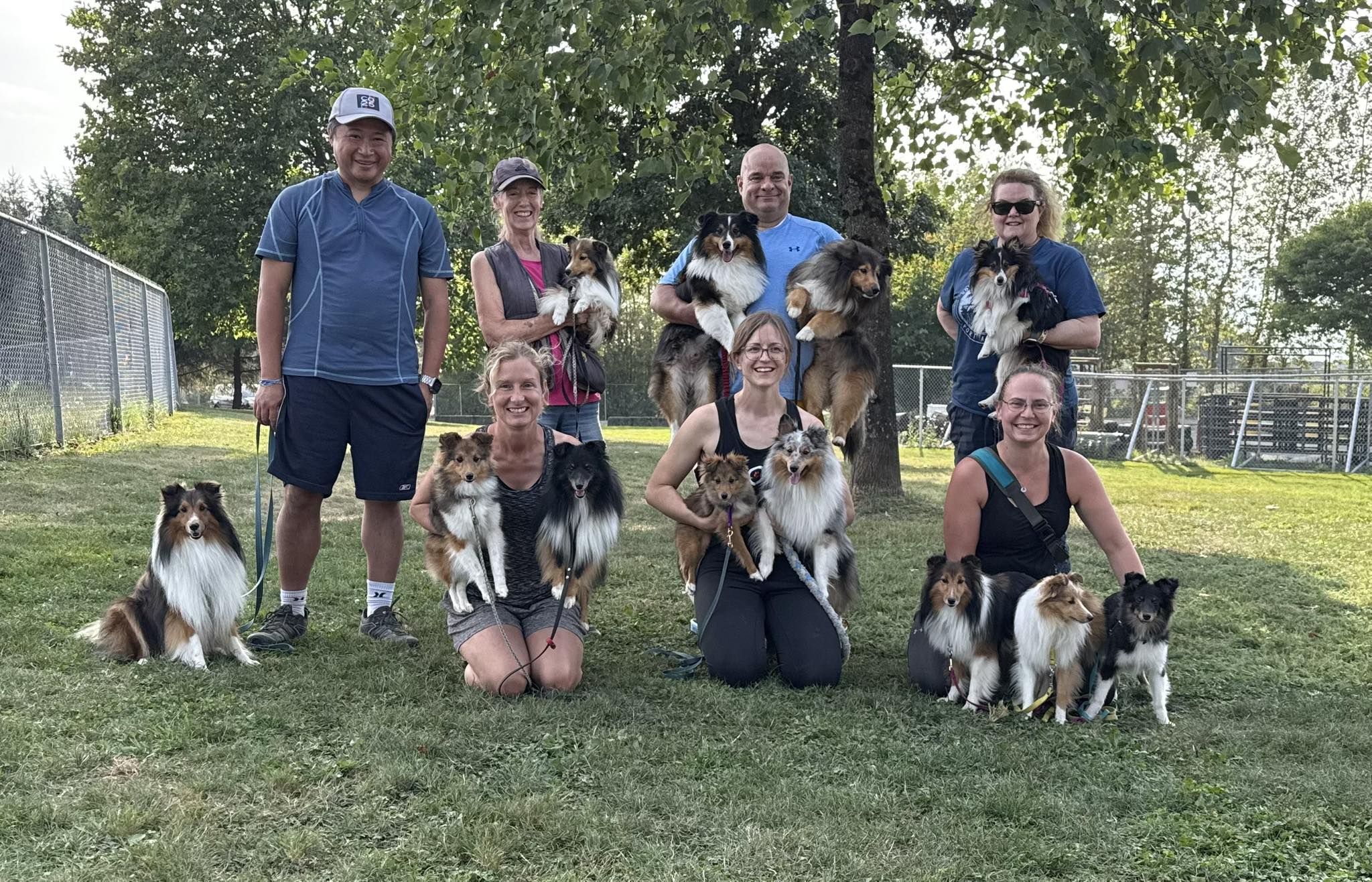 Hyper Hounds Shetland Sheepdogs | Gotta get the traditional Hyper ...