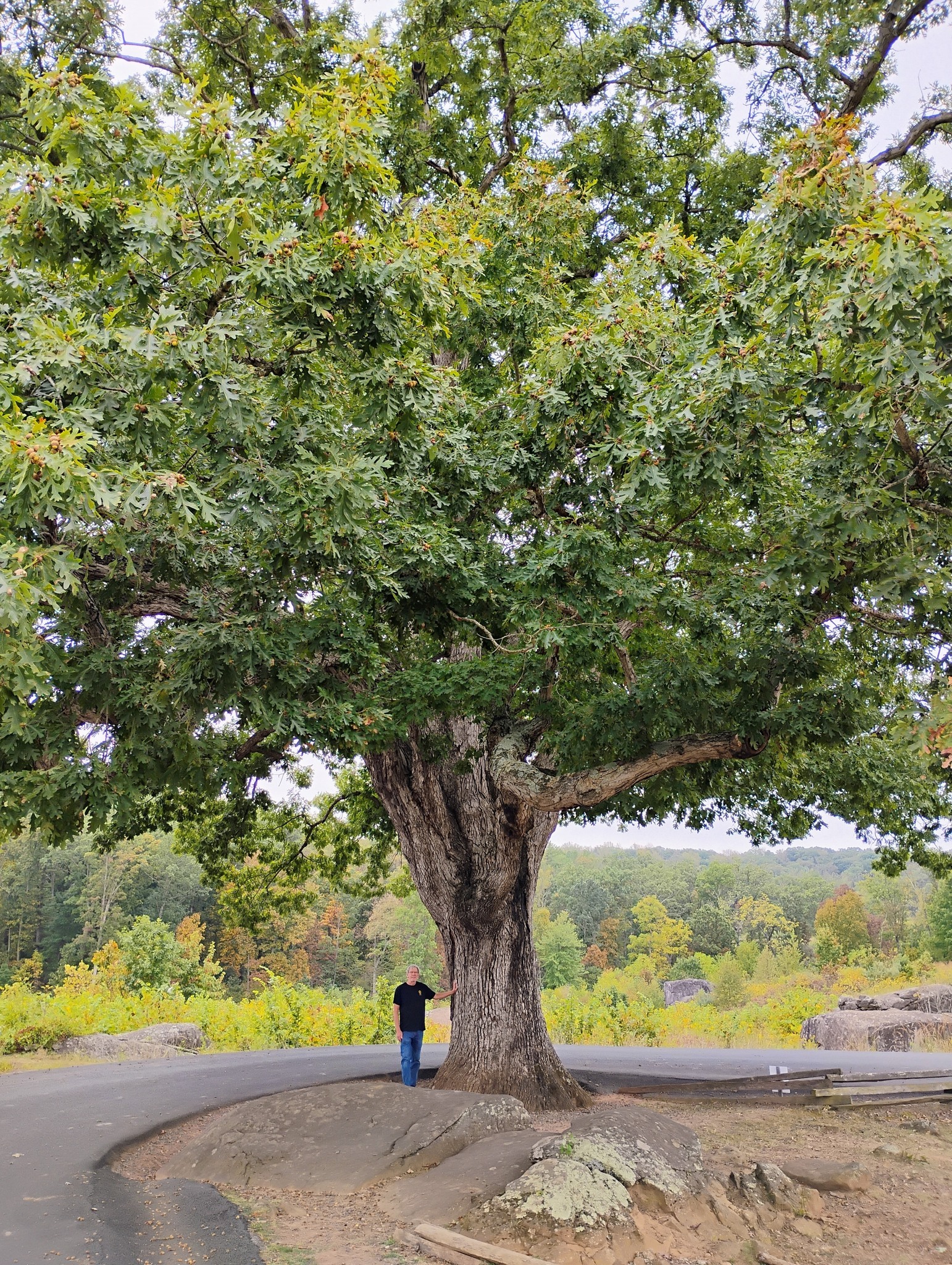 Big Tree Seekers | Big oak at Devil's Den, Gettysburg, PA | Facebook