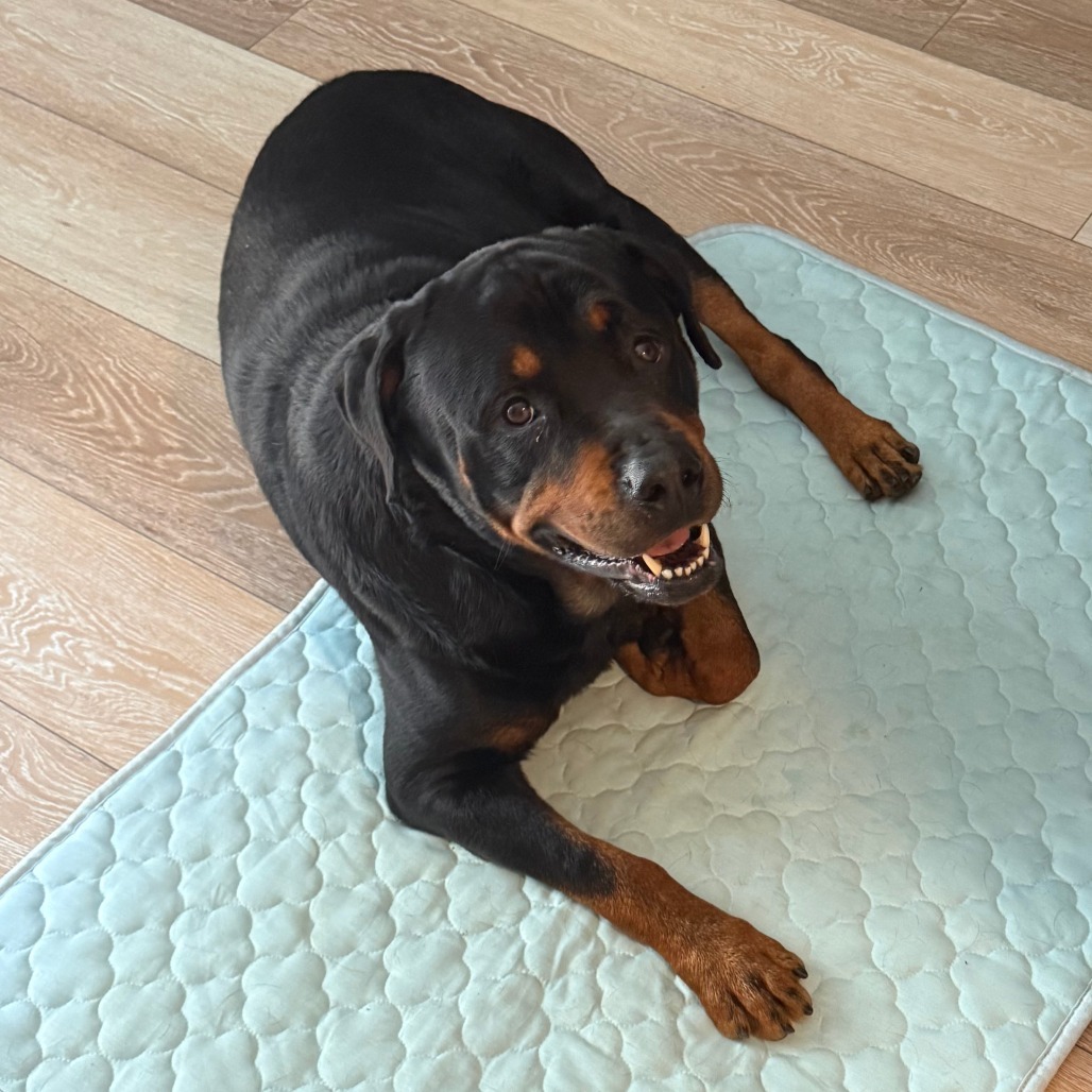 nj  Rottweiler Velvet at risk of euthanasia at ACCT Philly needs