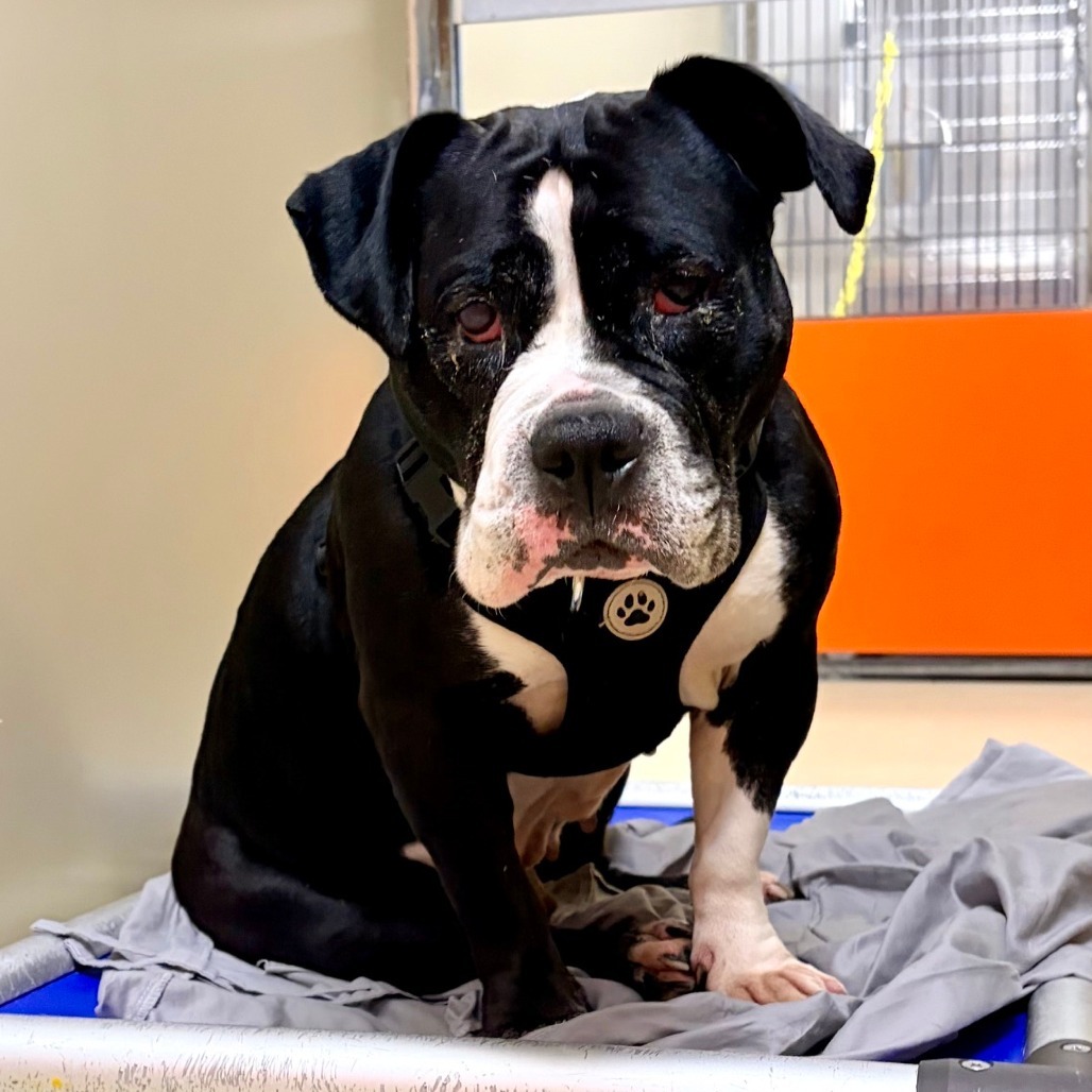 Urgent: adopt or foster dogs at ACCT Philly, including Sunday and