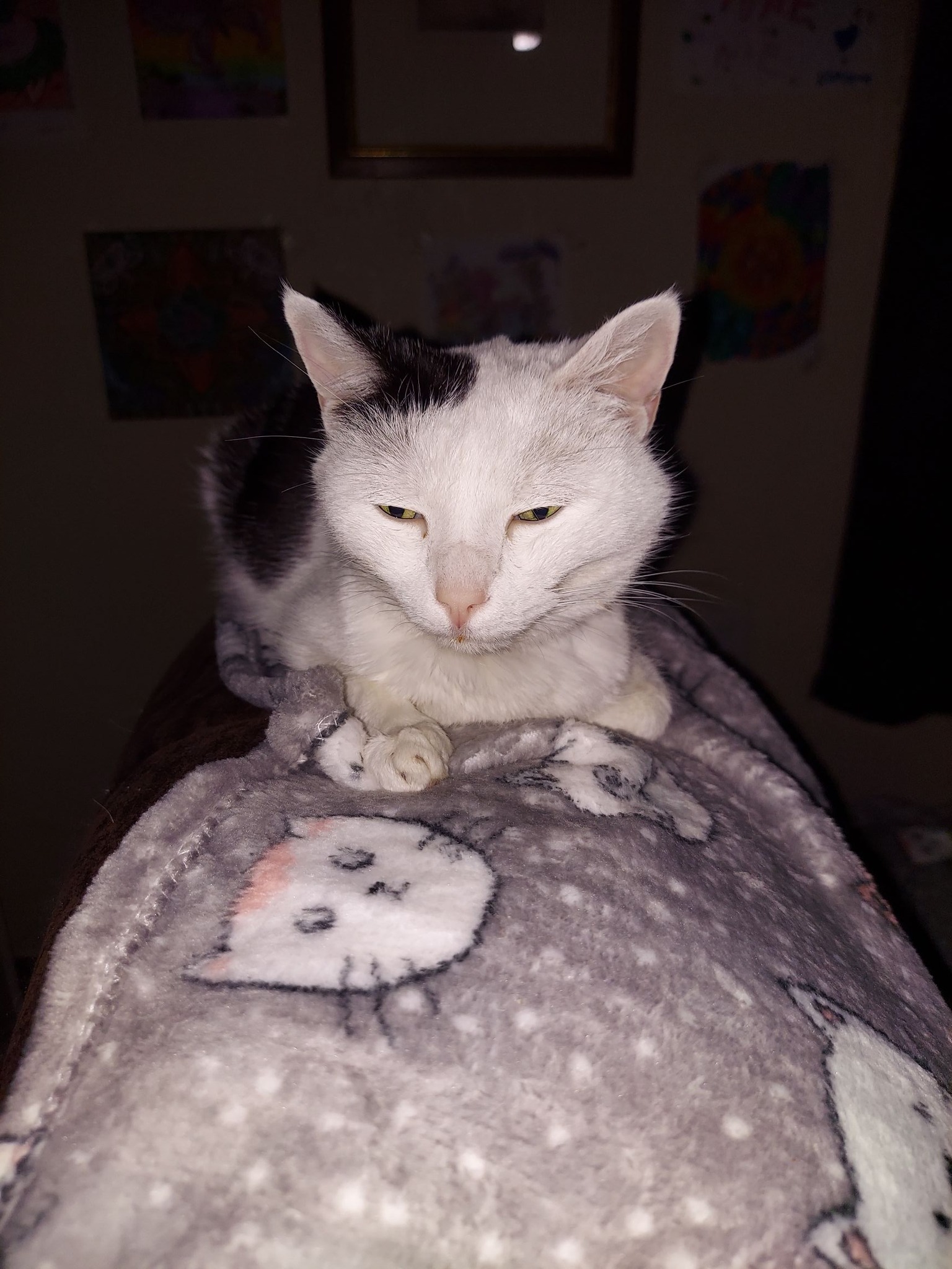 cat eating after b12 injection Hello, my got recommended 0.5 ml of every week. He got 5 shots already. At the moment he's less and less. Is the amount ok in your experience? I Animal_Cat B12 METHYLCOBALAMIN Self-Injection Kit Vial Size:15ml Vial