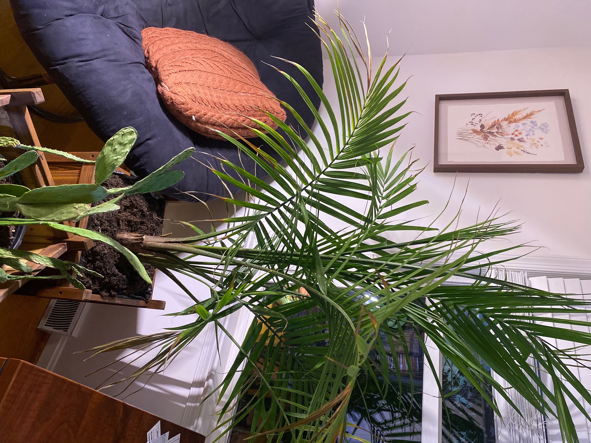 Anyone buy the palm tree?! Mine is missing the label with the care