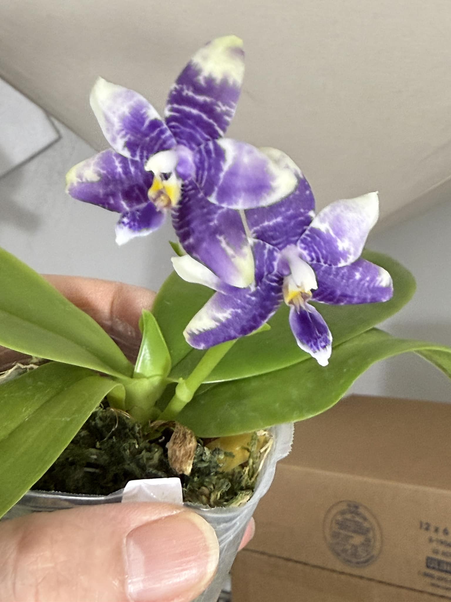 胡蝶蘭Jamboree Blossom x Liou Blue Parrot 432) Phal. Jamboree
