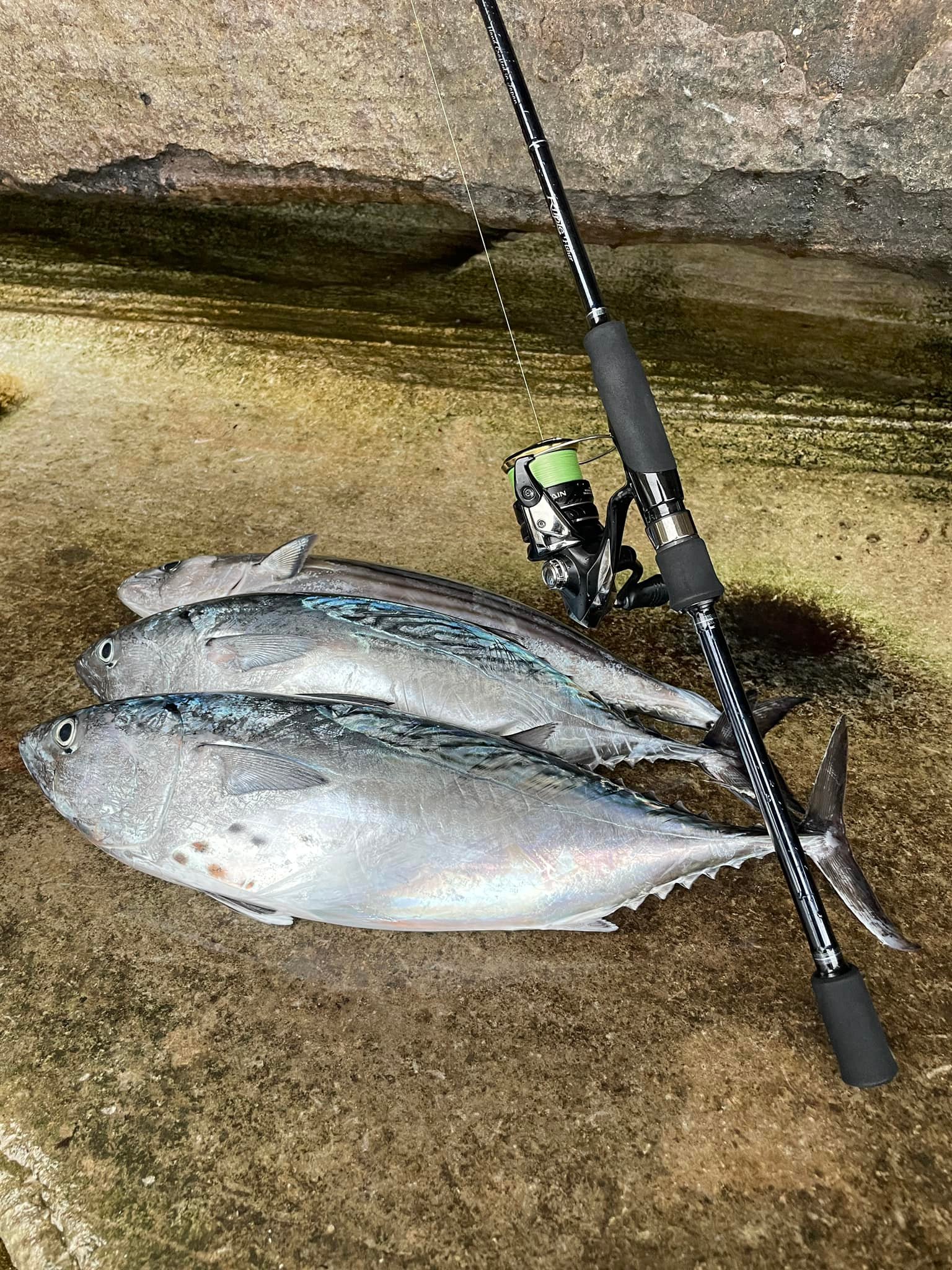 Real Crescent RC81 light tackle pelagic rod review