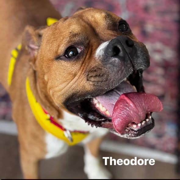 エルフ Urgent help needed to save Elf, Eve and Theodore from euthanasia