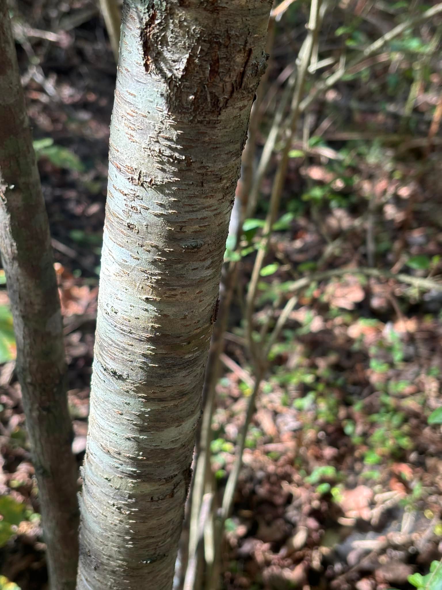 How to identify black cherry leaves in Alabama
