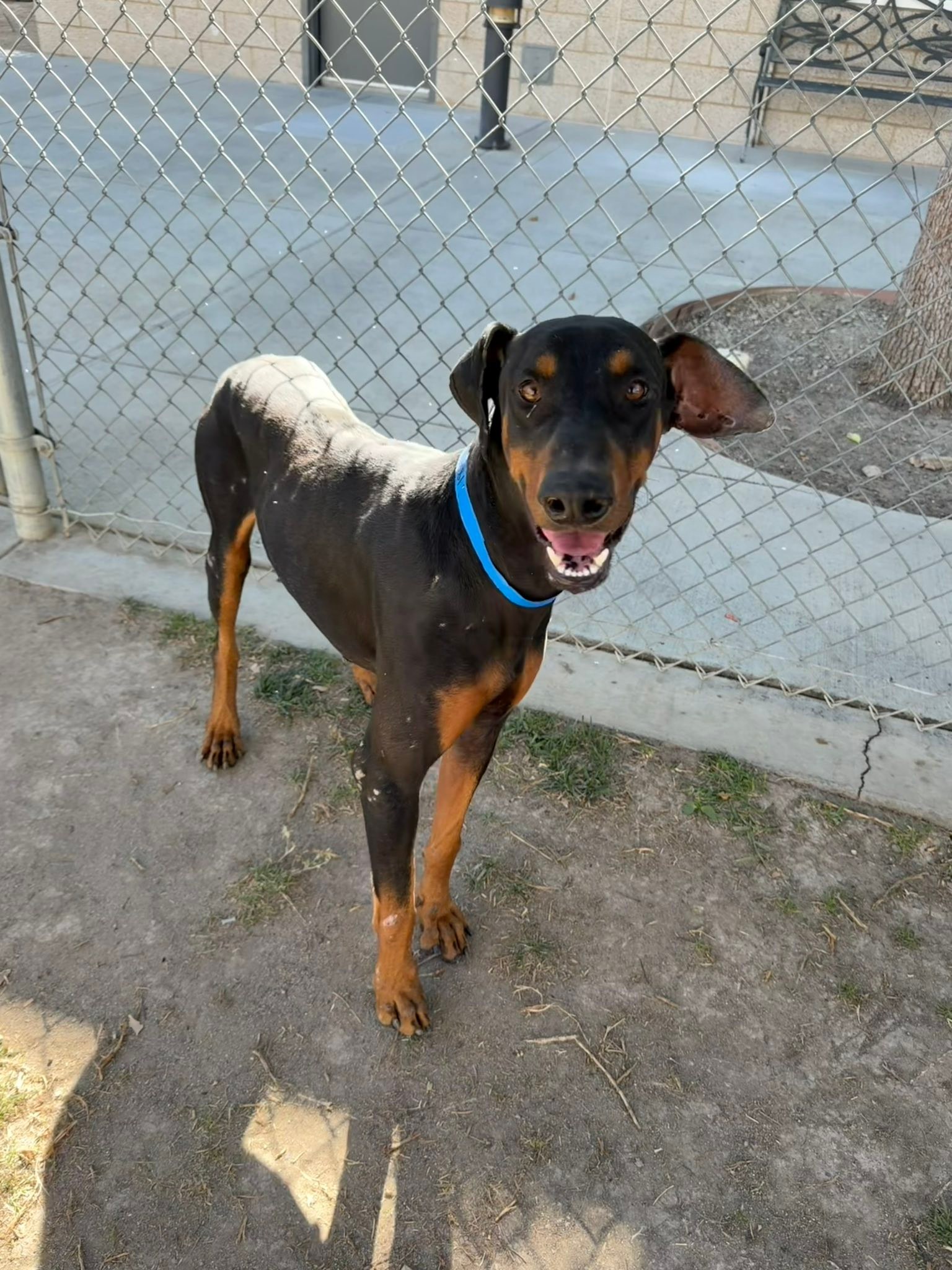 Lina Leslie 🚨 Rescue Needed for Clyde 💔 🚨 Meet Clyde —... Facebook