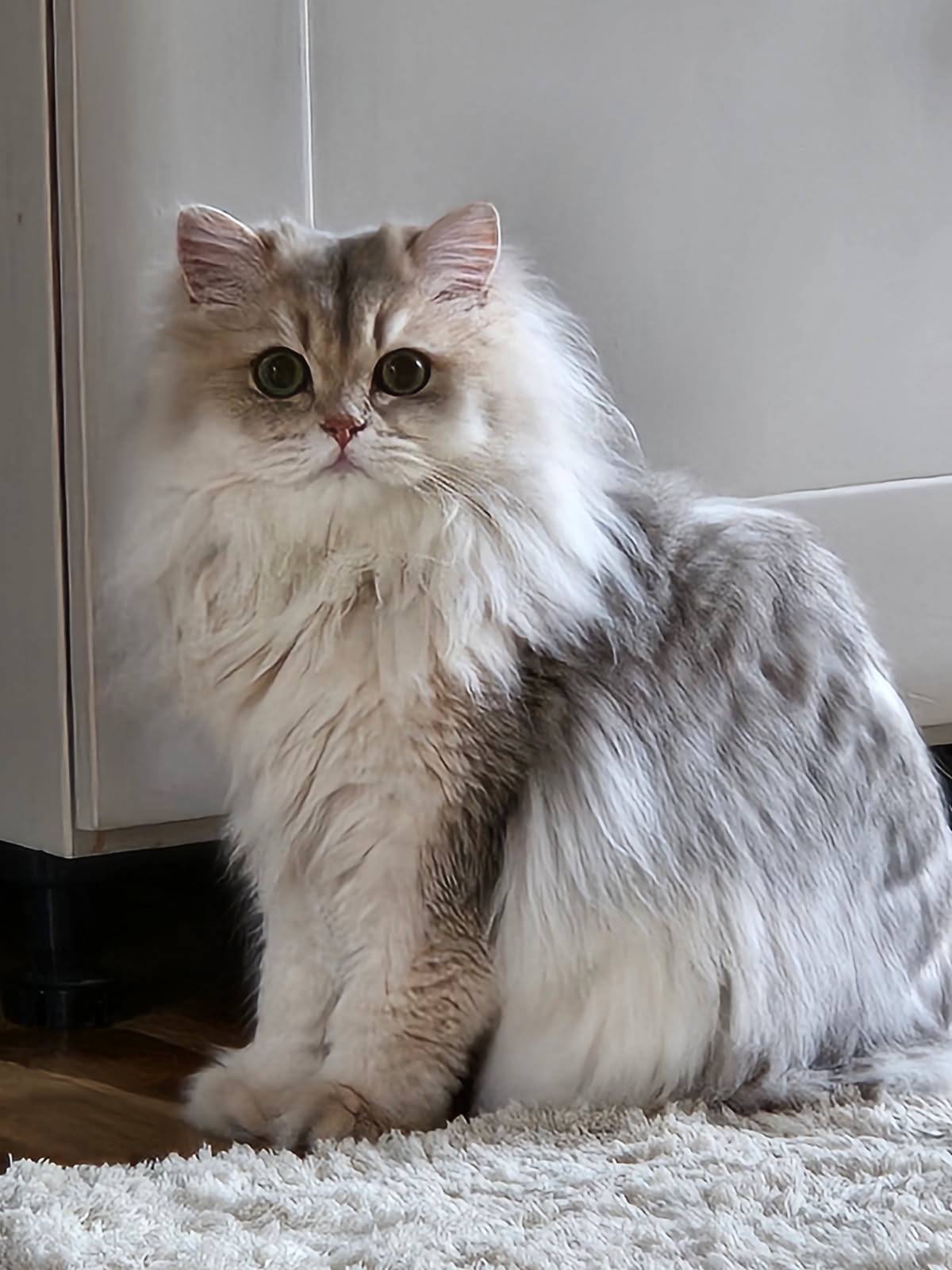 DesGrif'enchantées British-Ragdoll