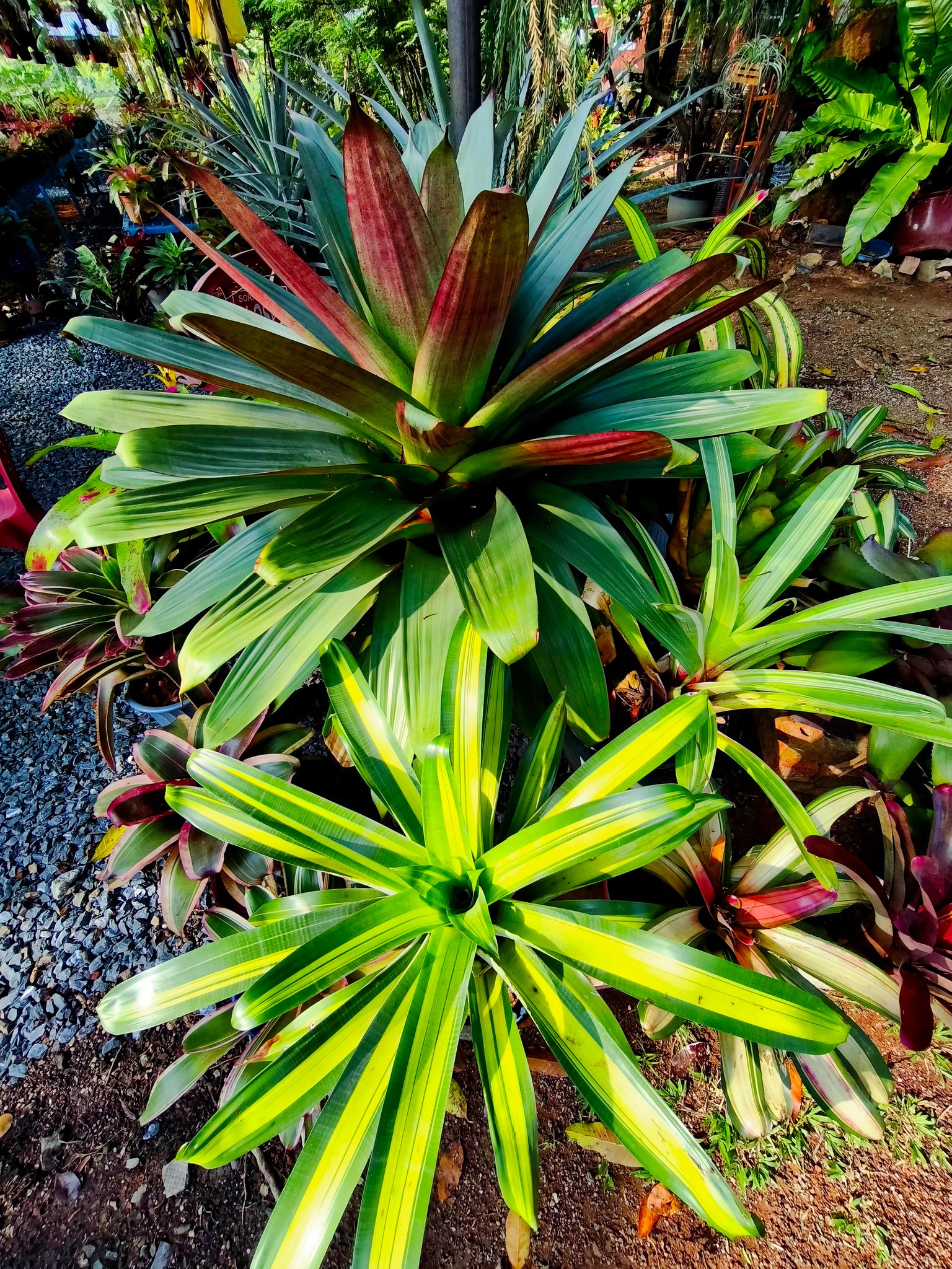Alcantarea Sunshine And Emperialis Rubra ❤️❤️❤️❤️❤️