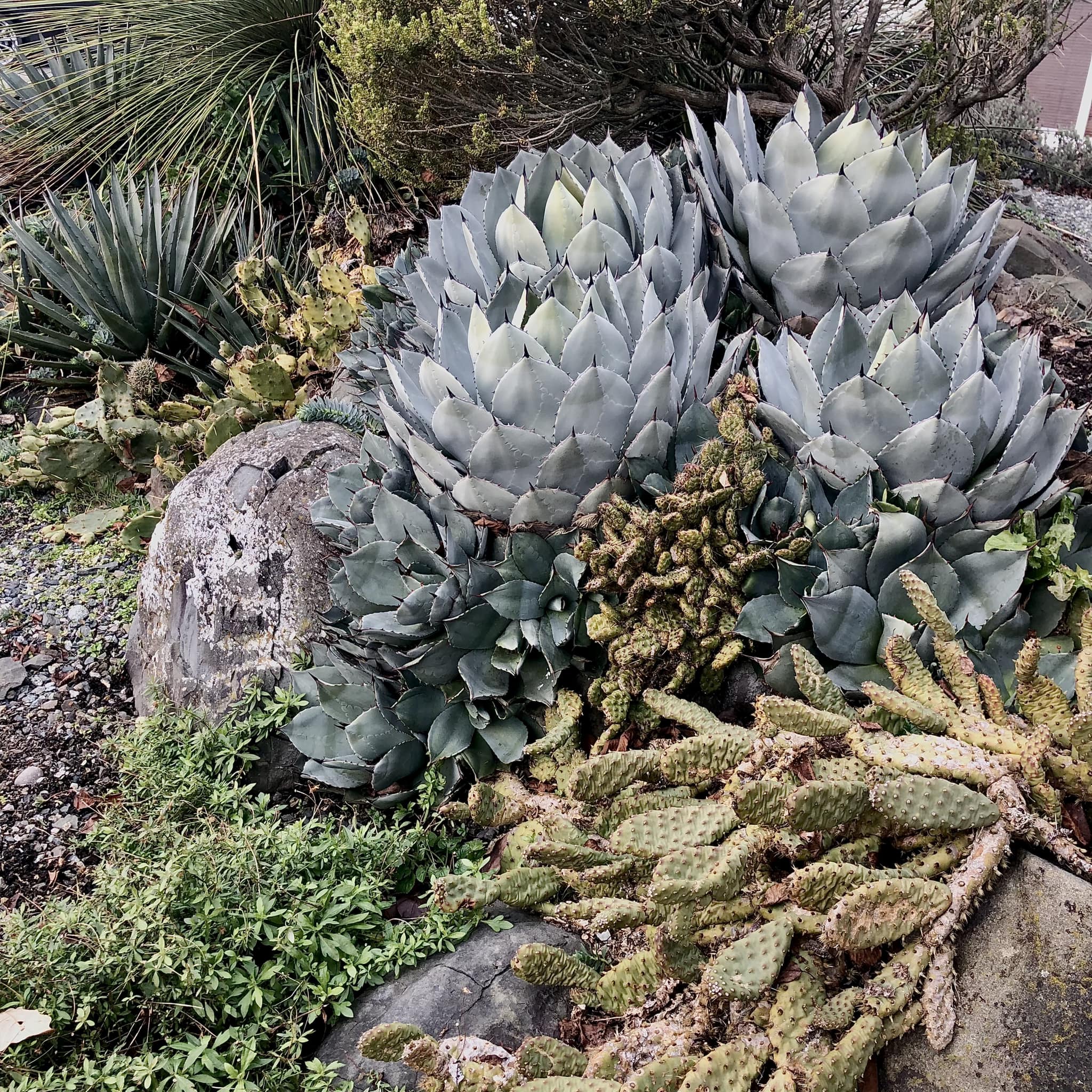 A. parryi var. truncata decides to close the door ?