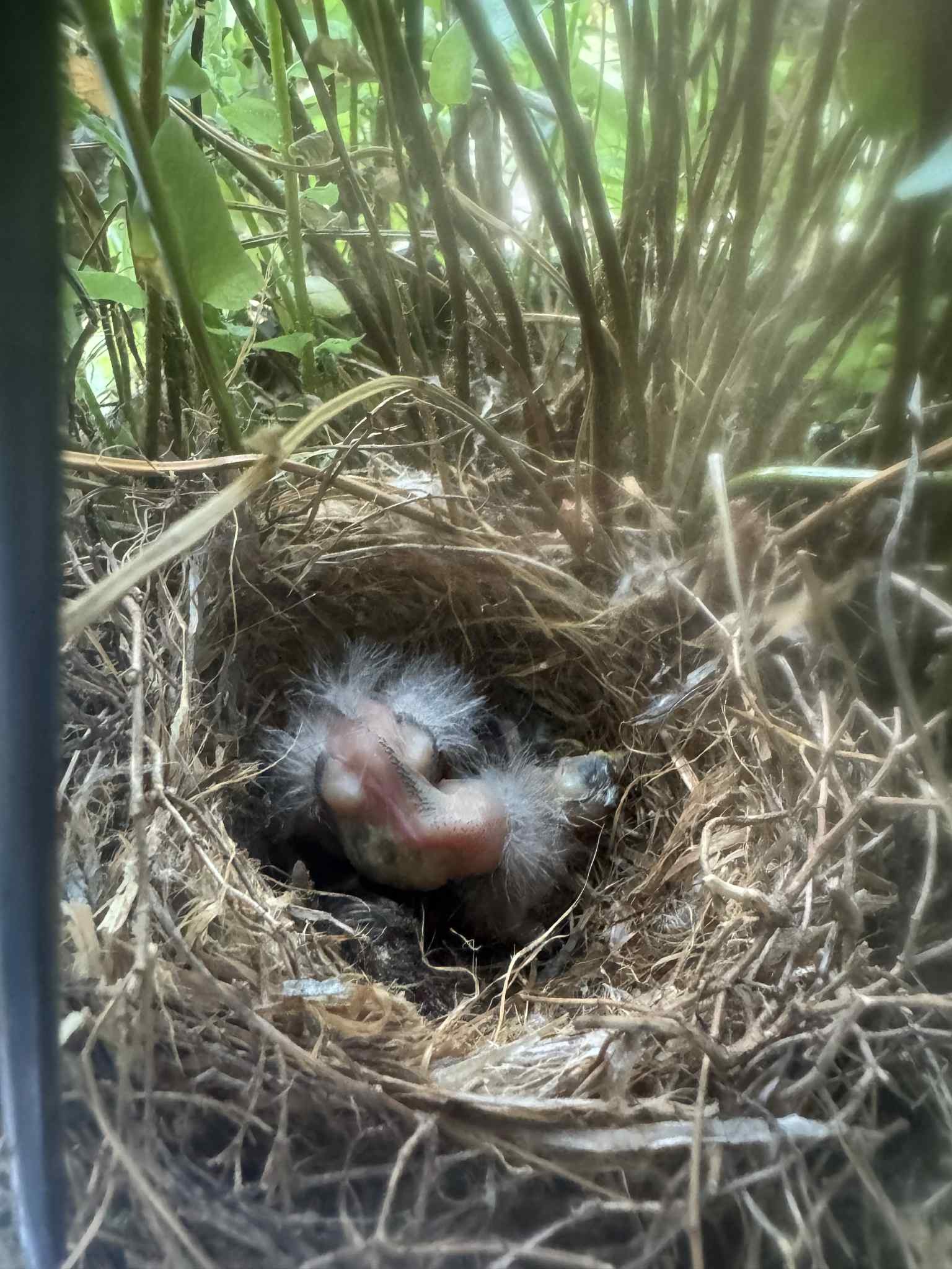 Should I remove a dead baby bird from a nest?
