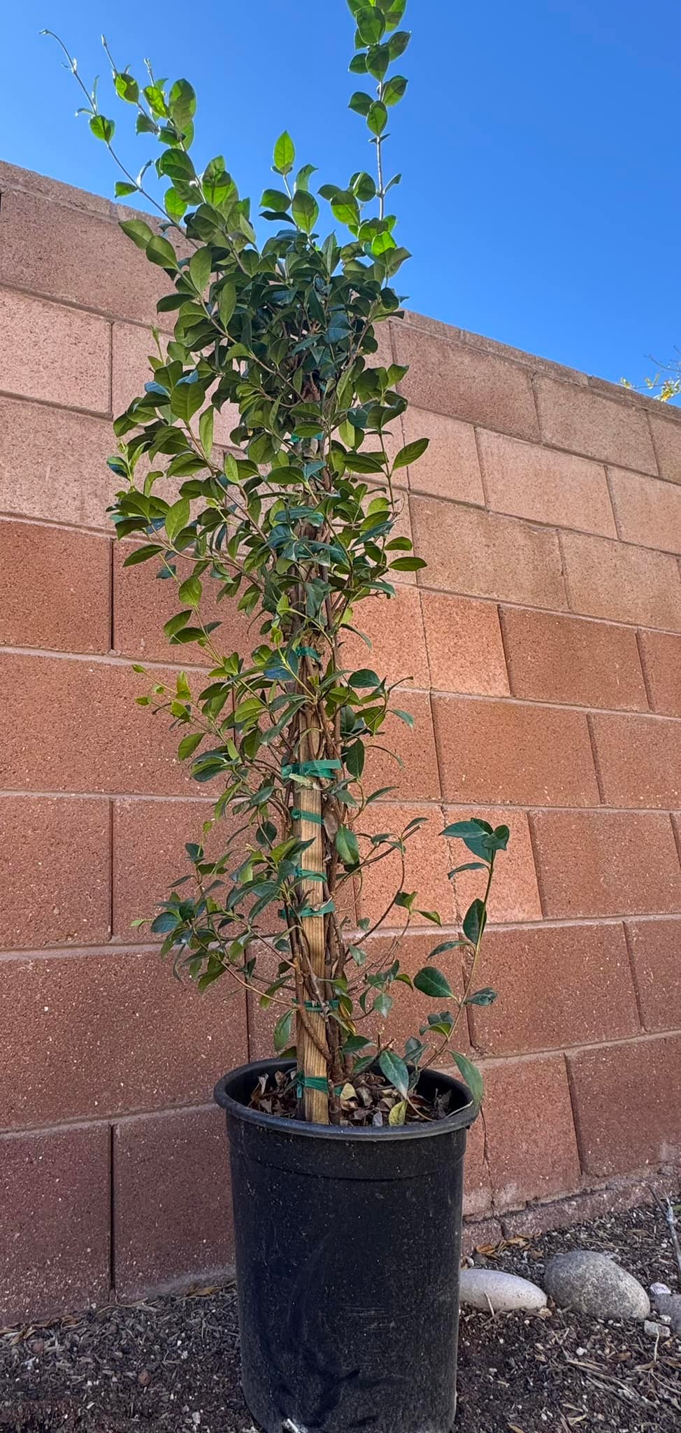 How does star jasmine perform in Tucson winters?