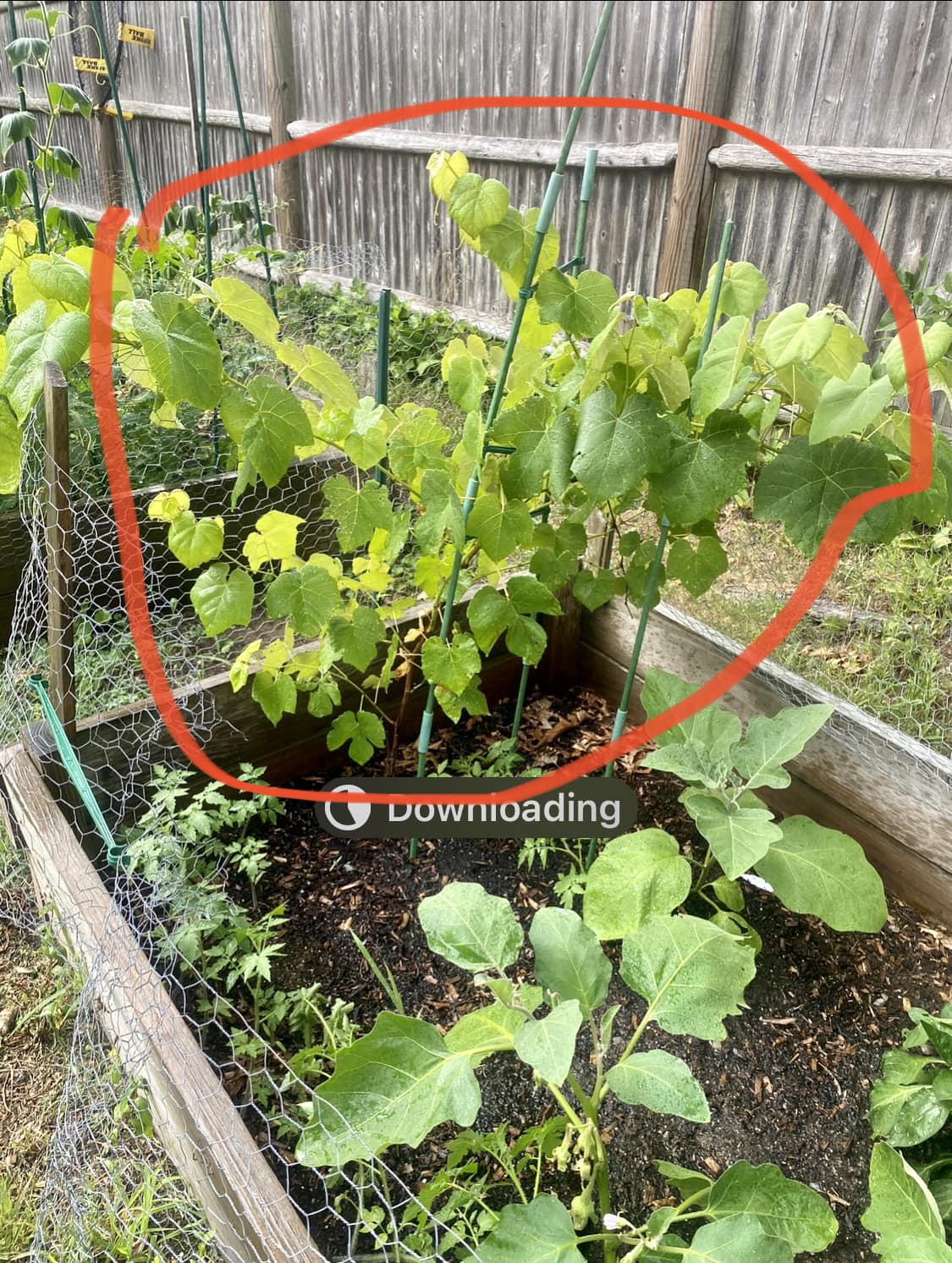 Has anyone grown grapes from an Aldi grape bush?