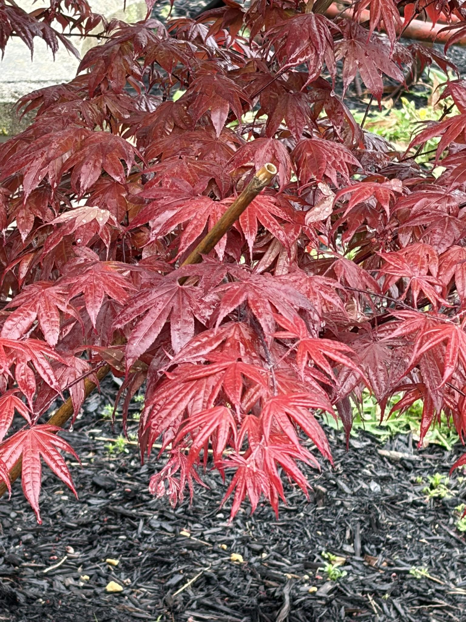 Is my japanese maple a red emperor?
