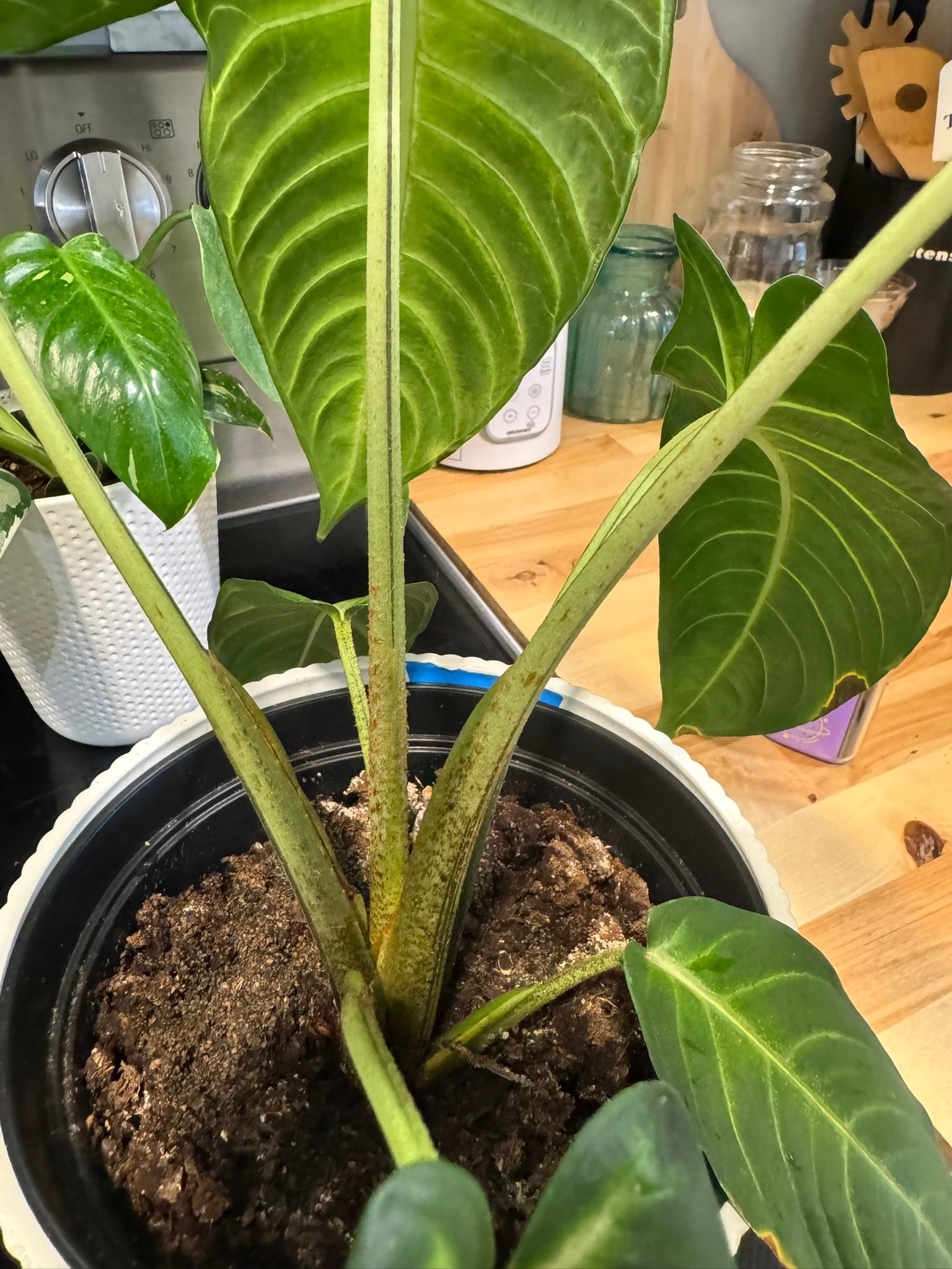 What is the orange furry substance on my plant's leaves?