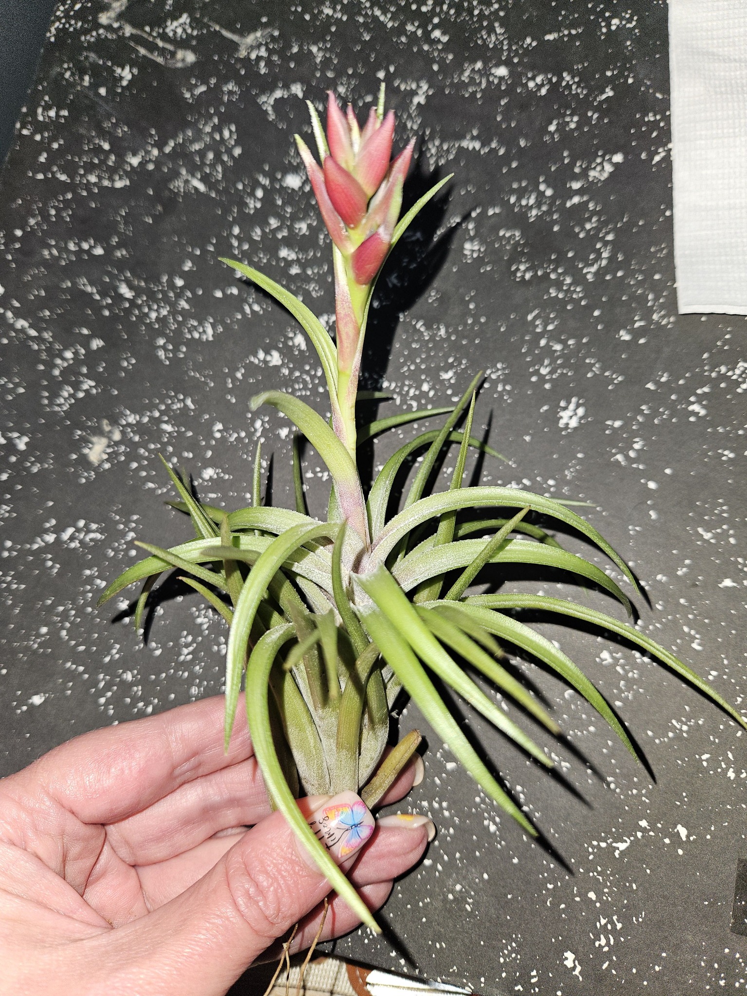 t neglecta nigra air plant variety